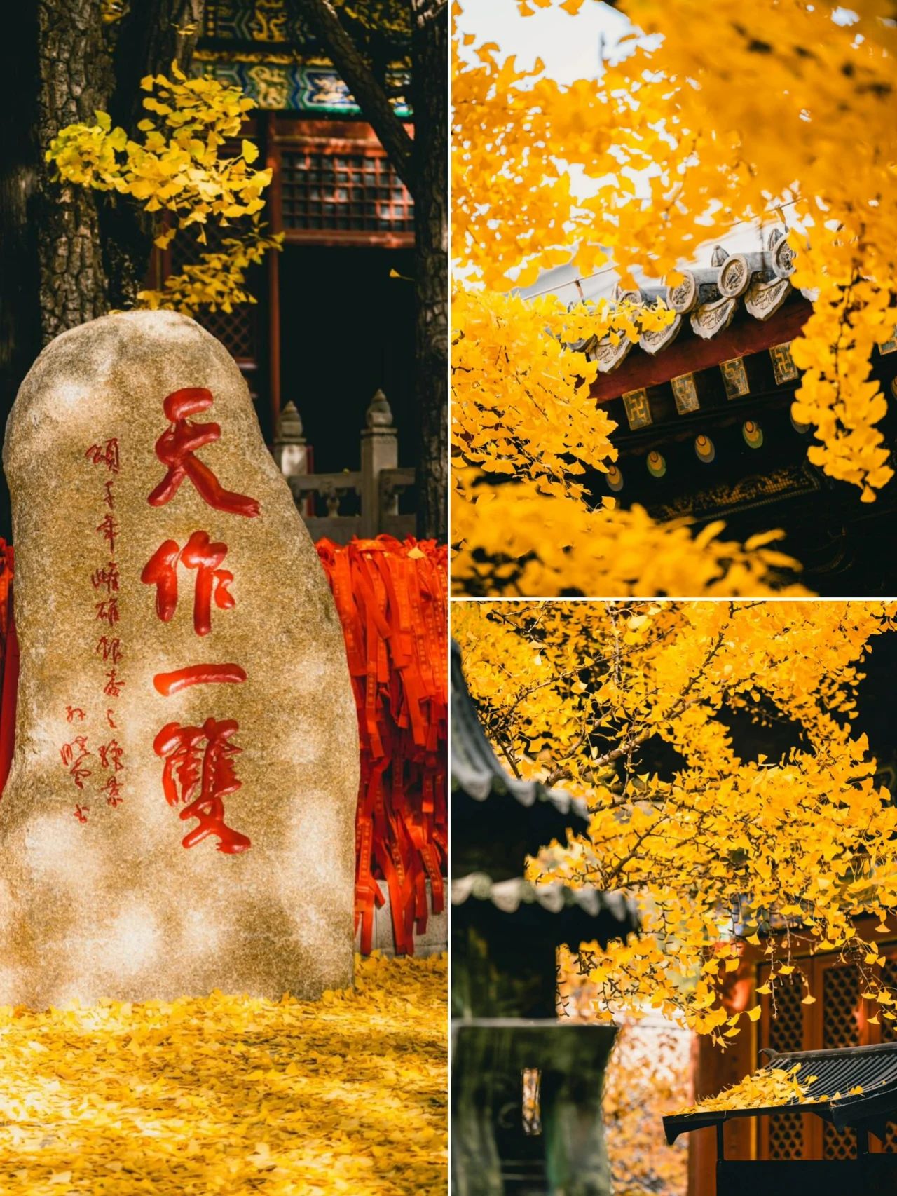 Ginkgo fragrance Hongluo Temple