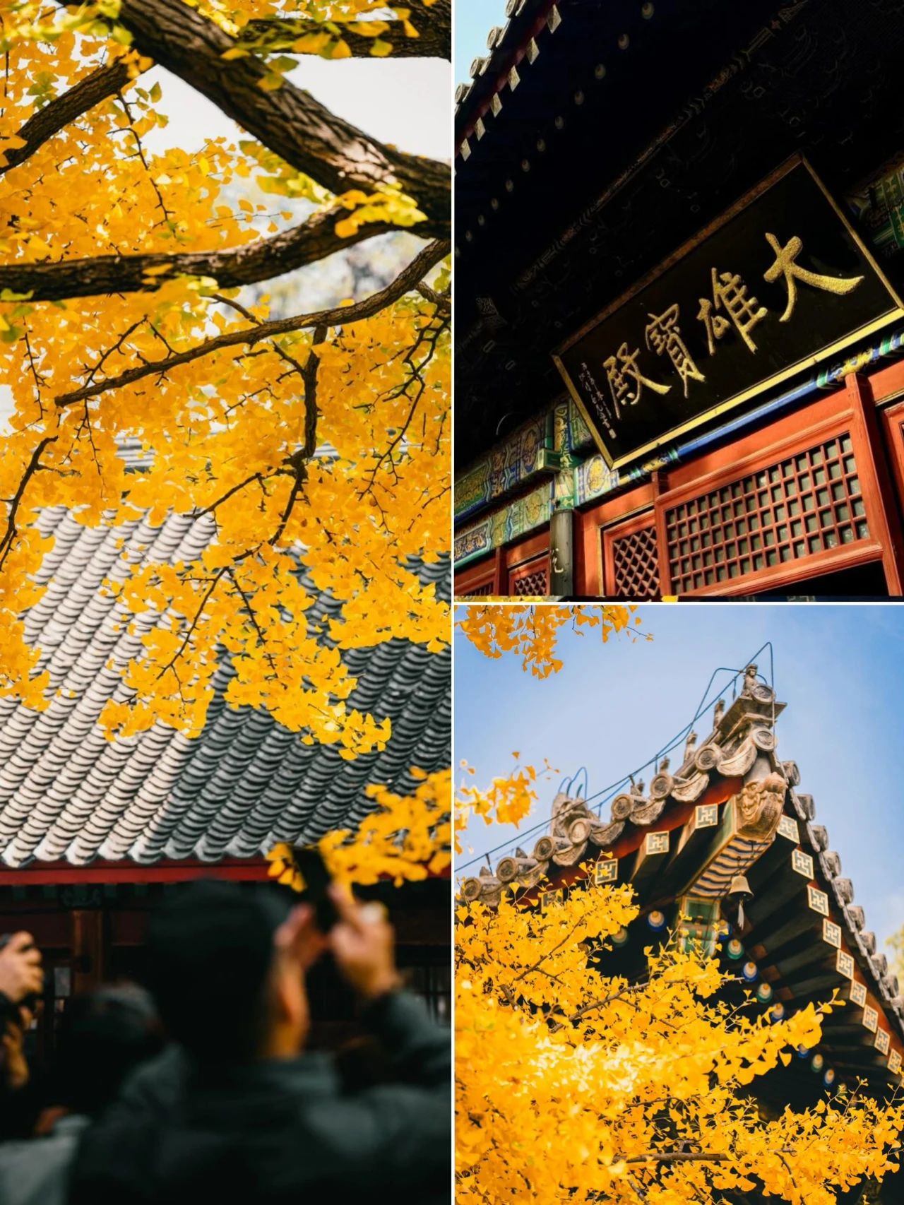 Ginkgo fragrance Hongluo Temple