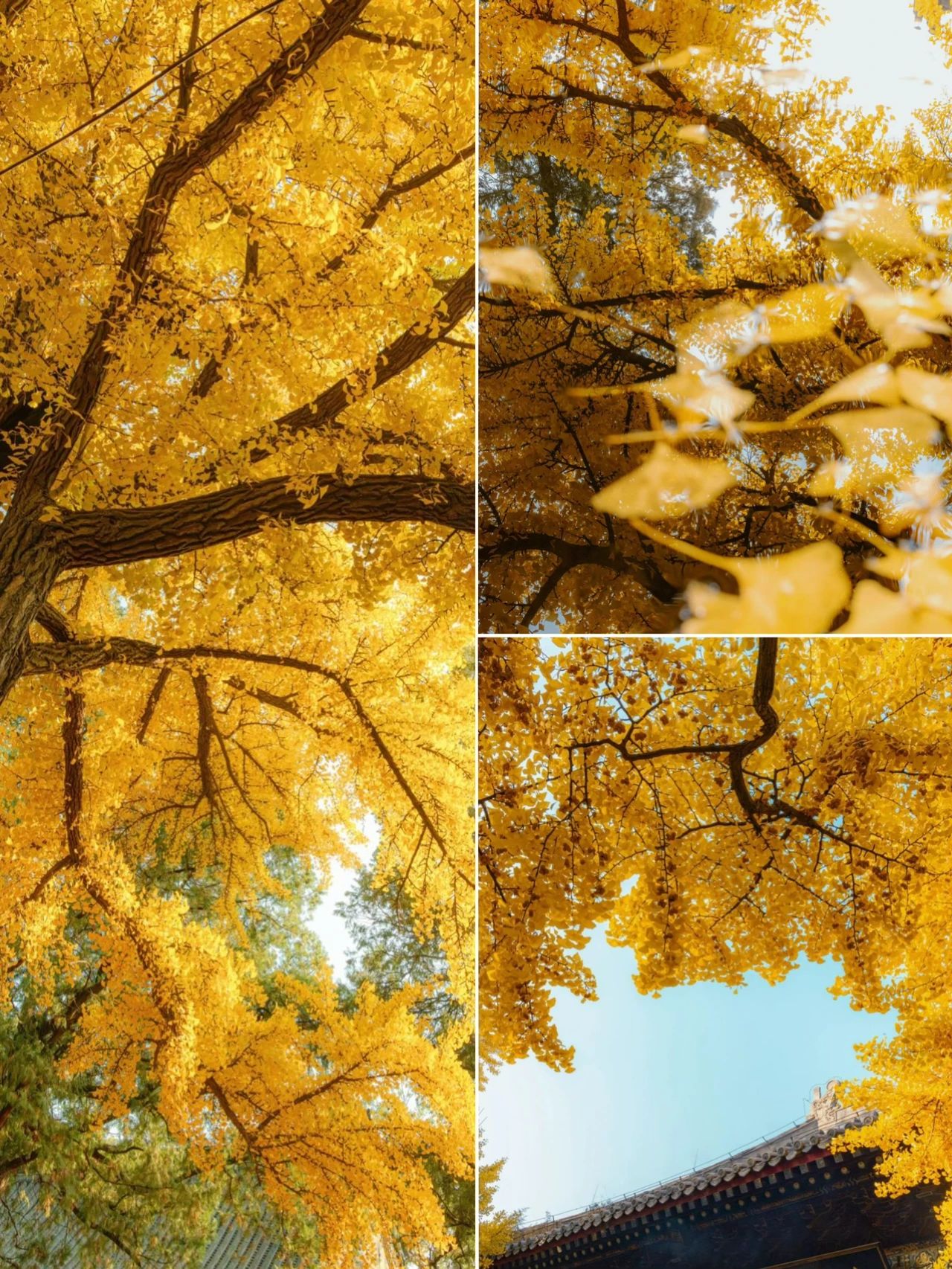 Ginkgo fragrance Hongluo Temple