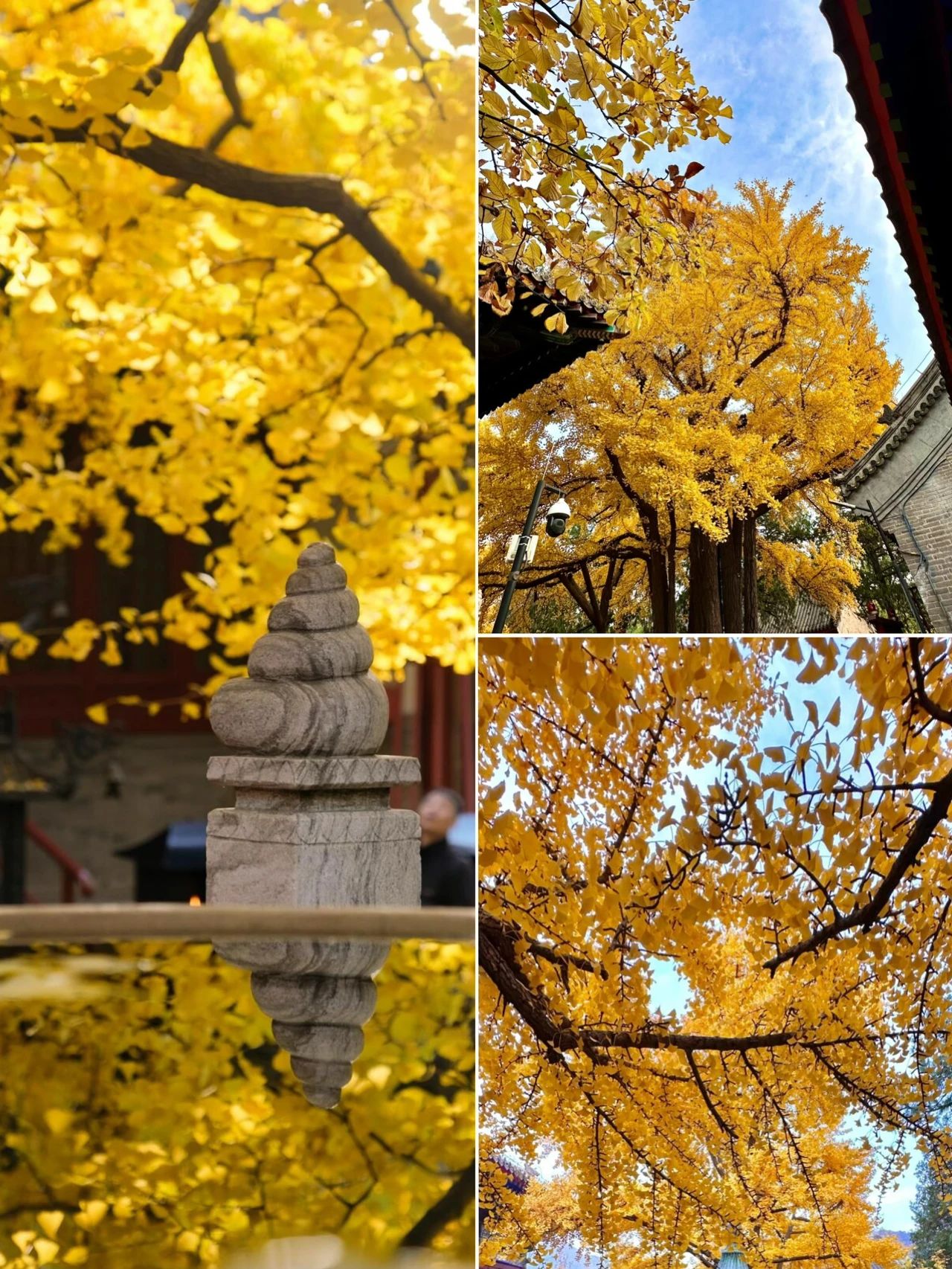 Ginkgo fragrance Hongluo Temple