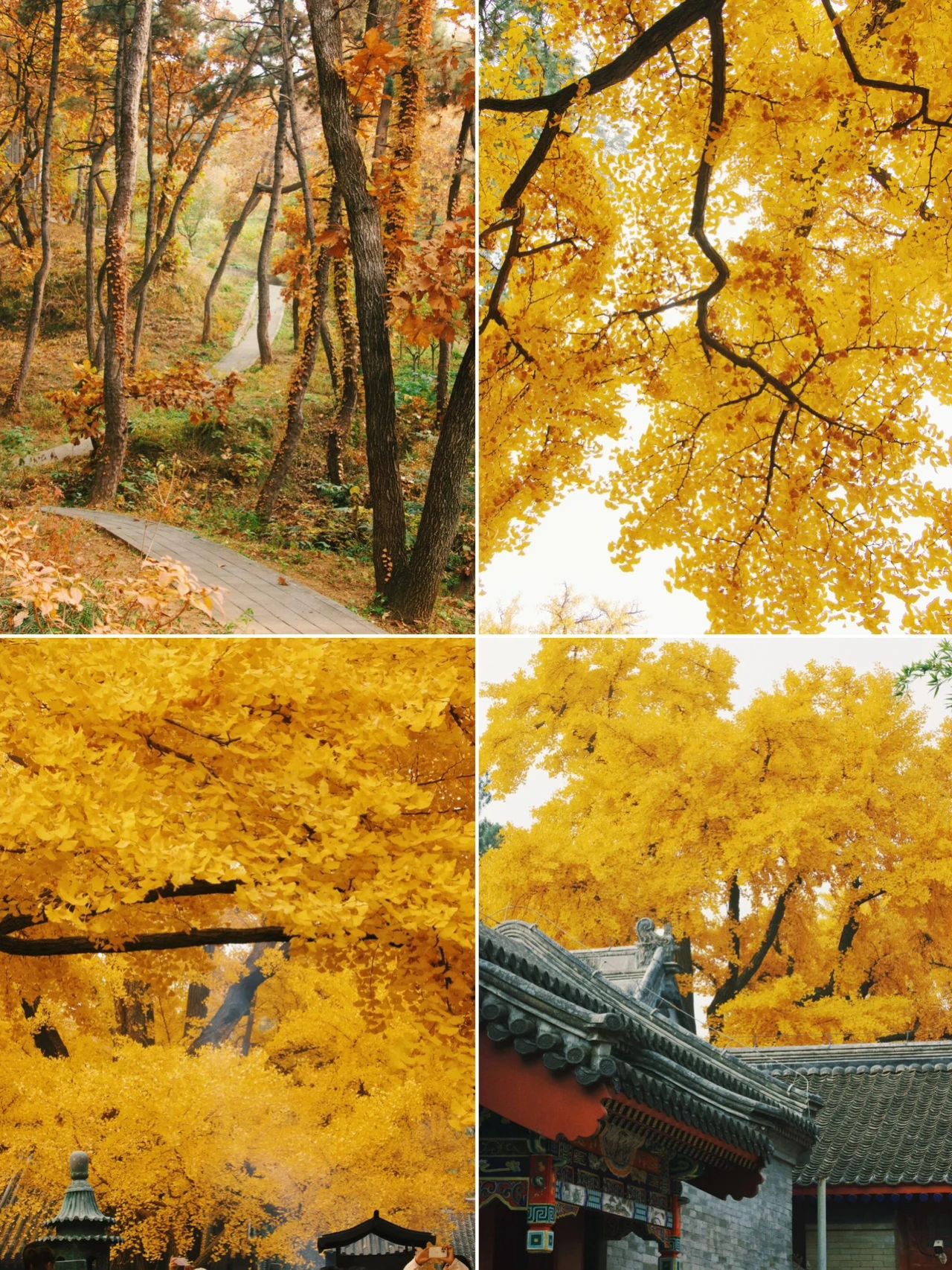 Ginkgo fragrance Hongluo Temple