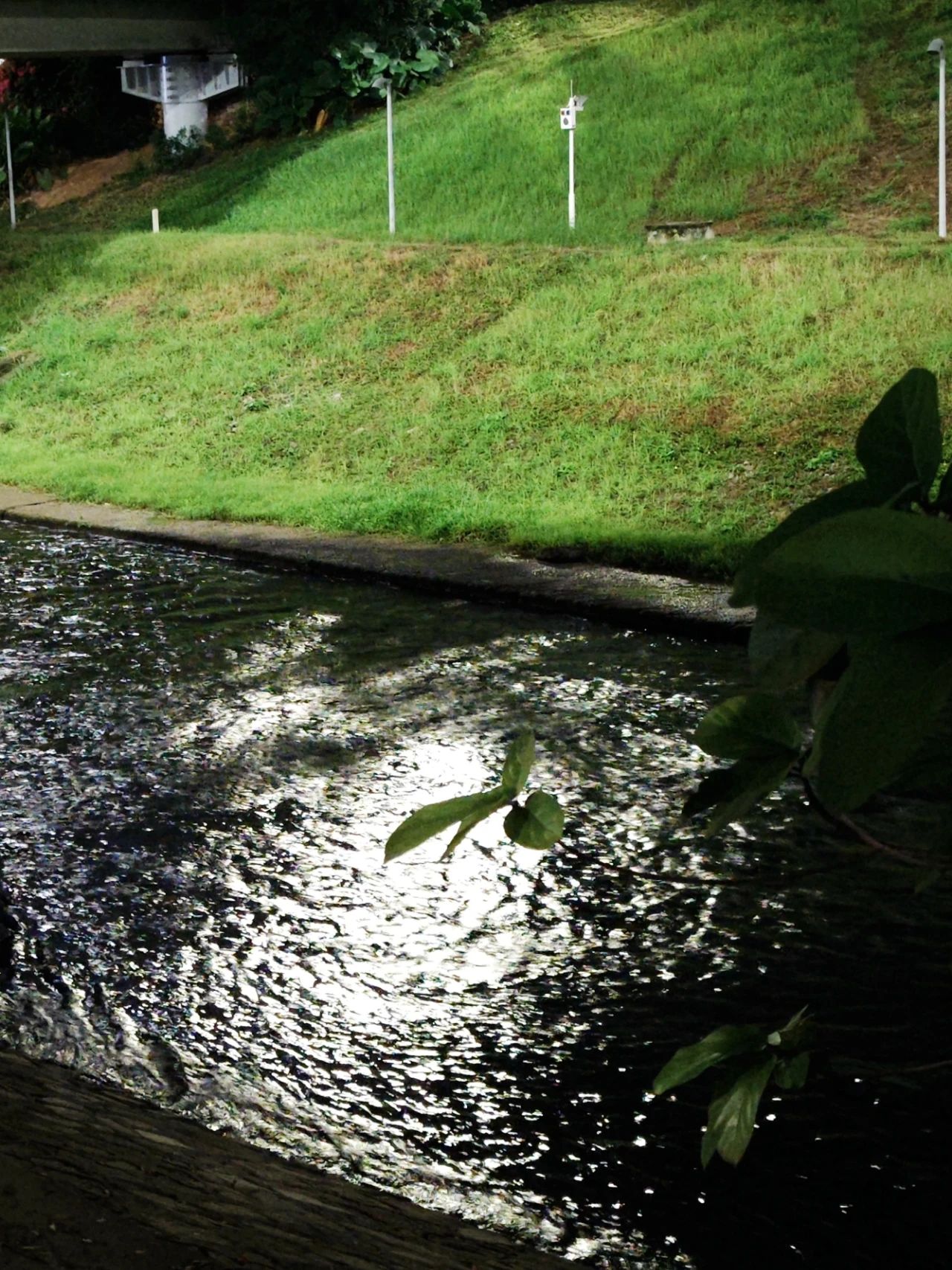 Hidden Treasure Fishing Spot in Shenzhen CBD