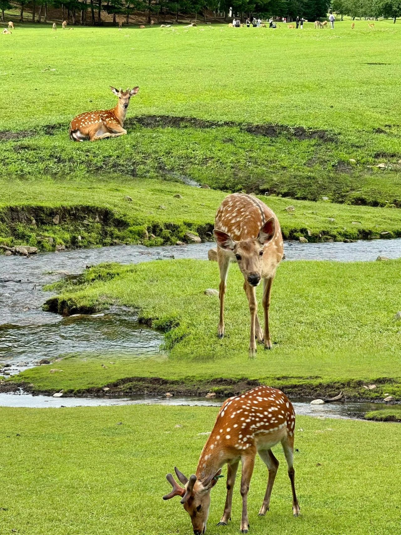 Yichun Jinshan Deer Park