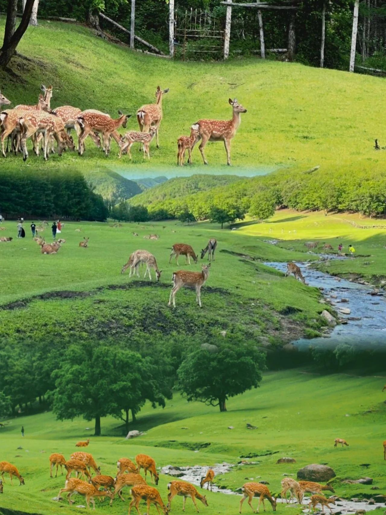 Yichun Jinshan Deer Park