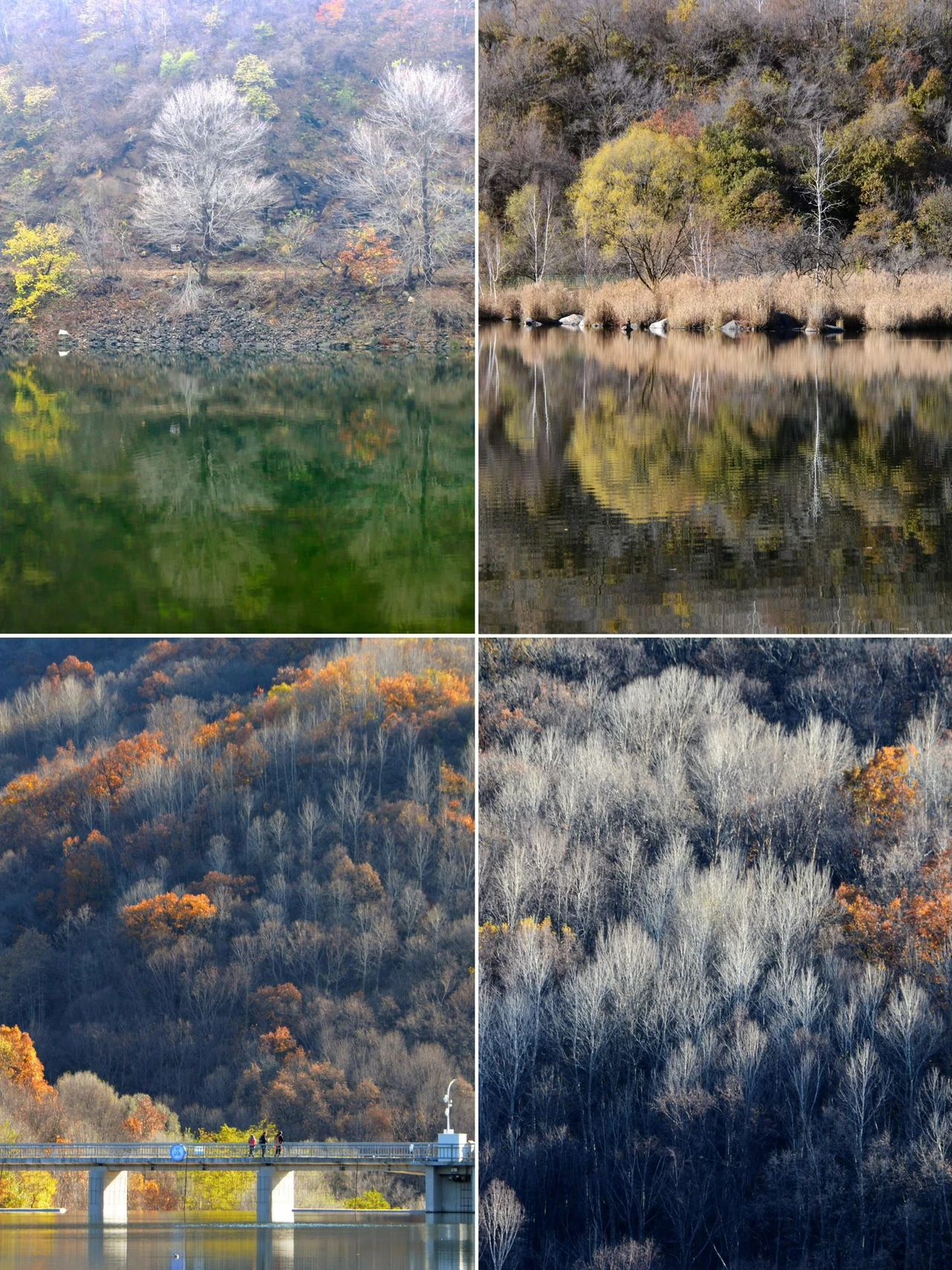 Layered forest of Yudu Mountain