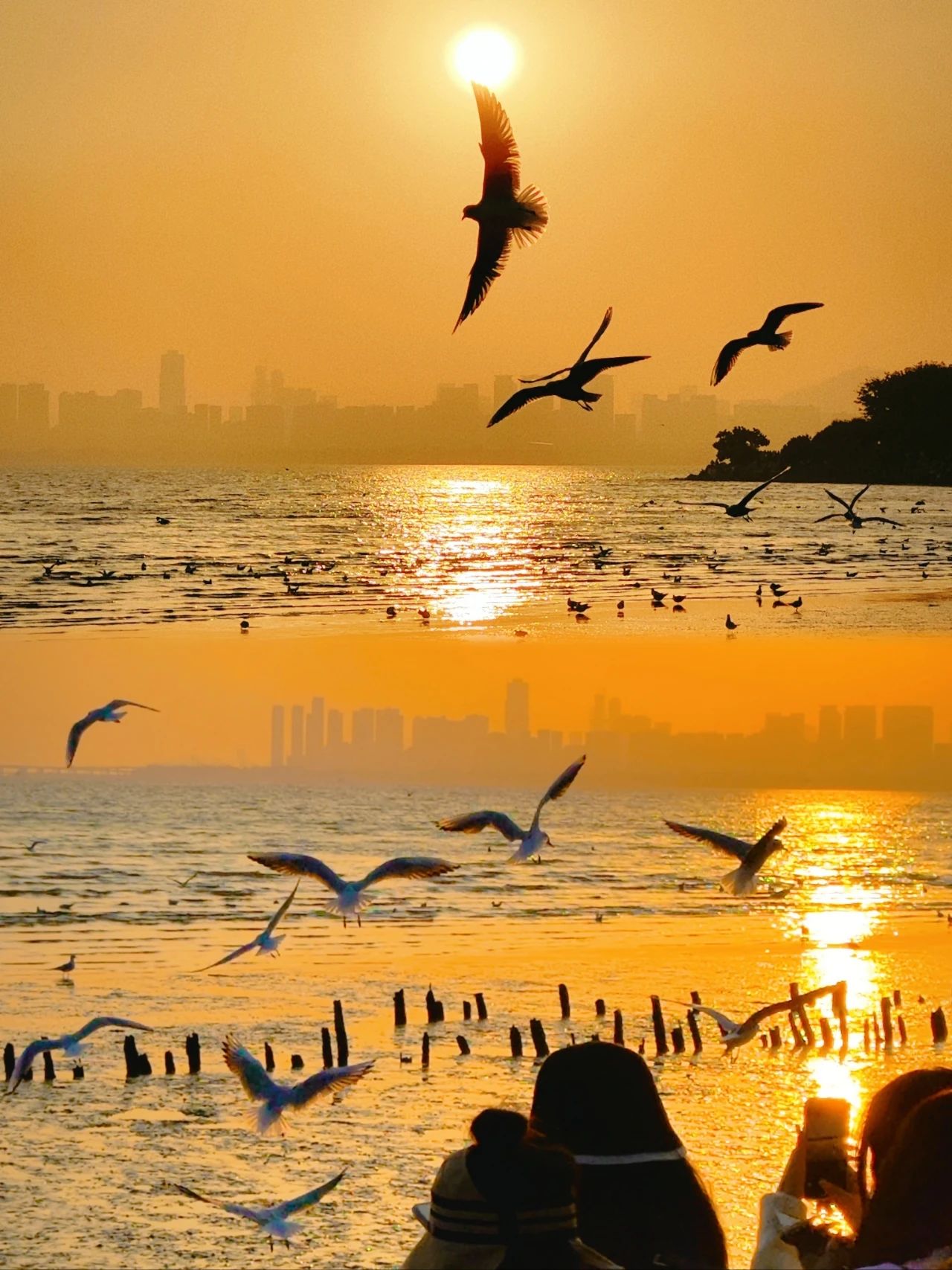 Shenzhen Bay Park Seagull Season, Winter Limited Romance 🐦