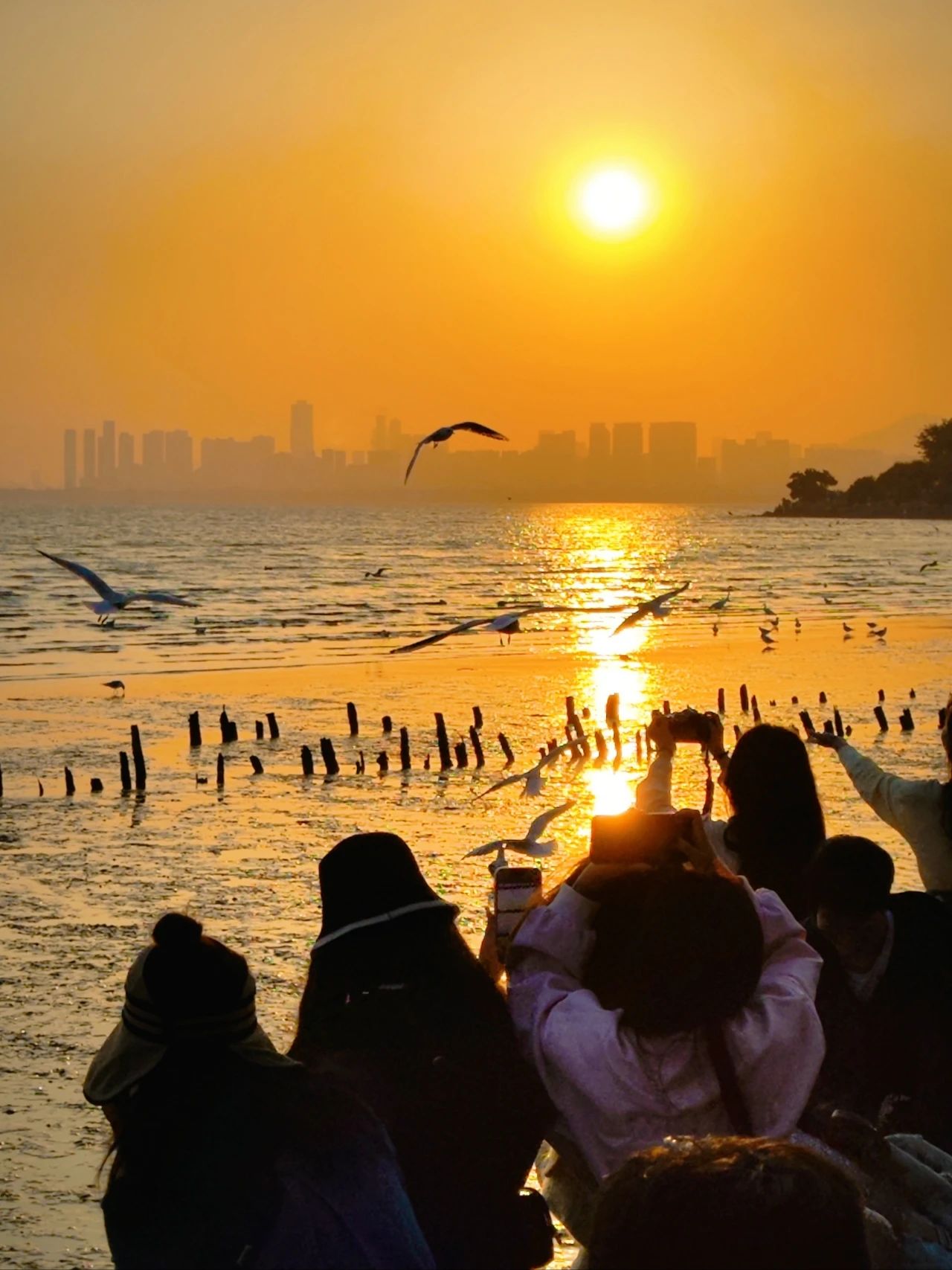 Shenzhen Bay Park Seagull Season