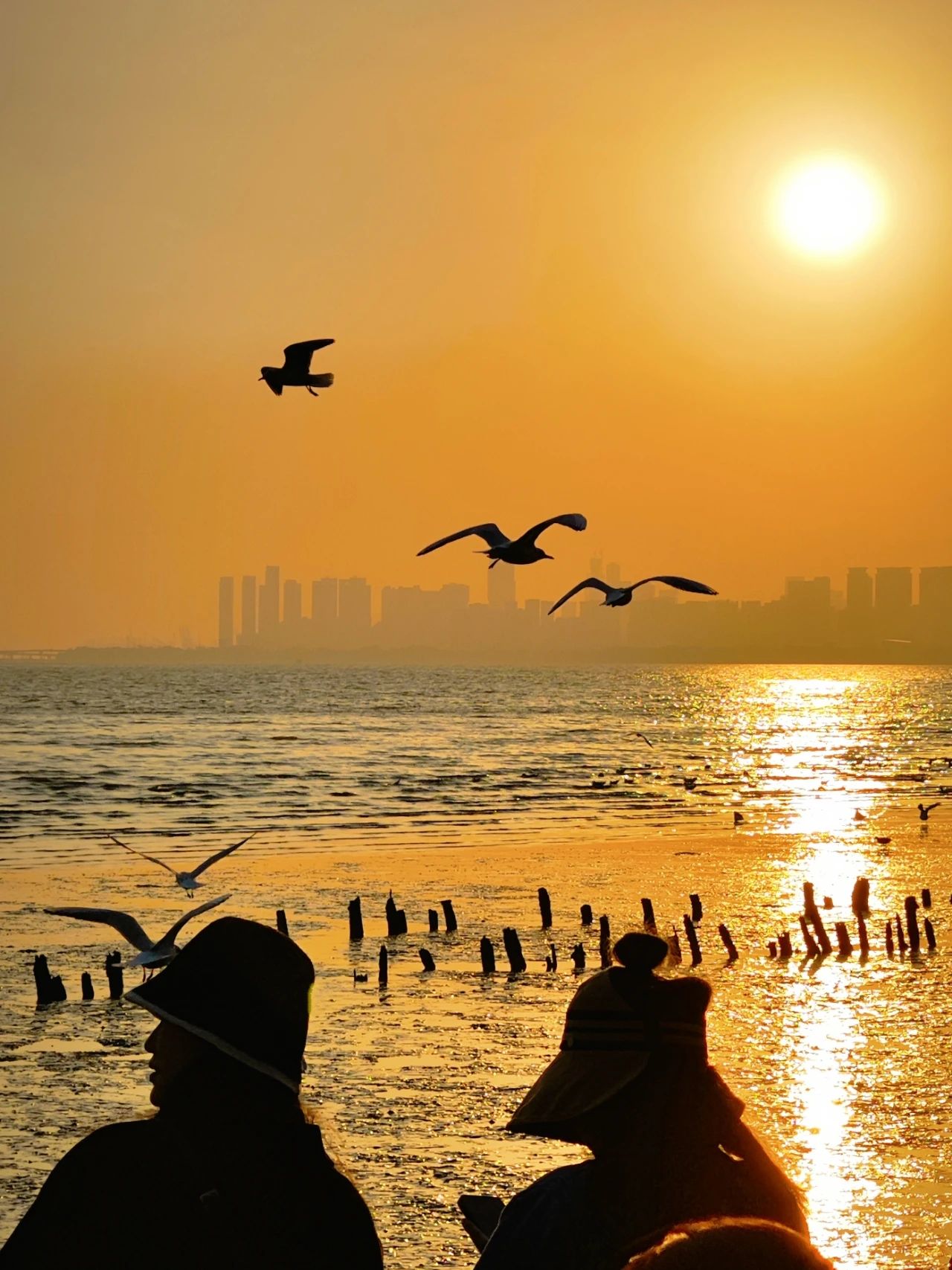 Shenzhen Bay Park Seagull Season