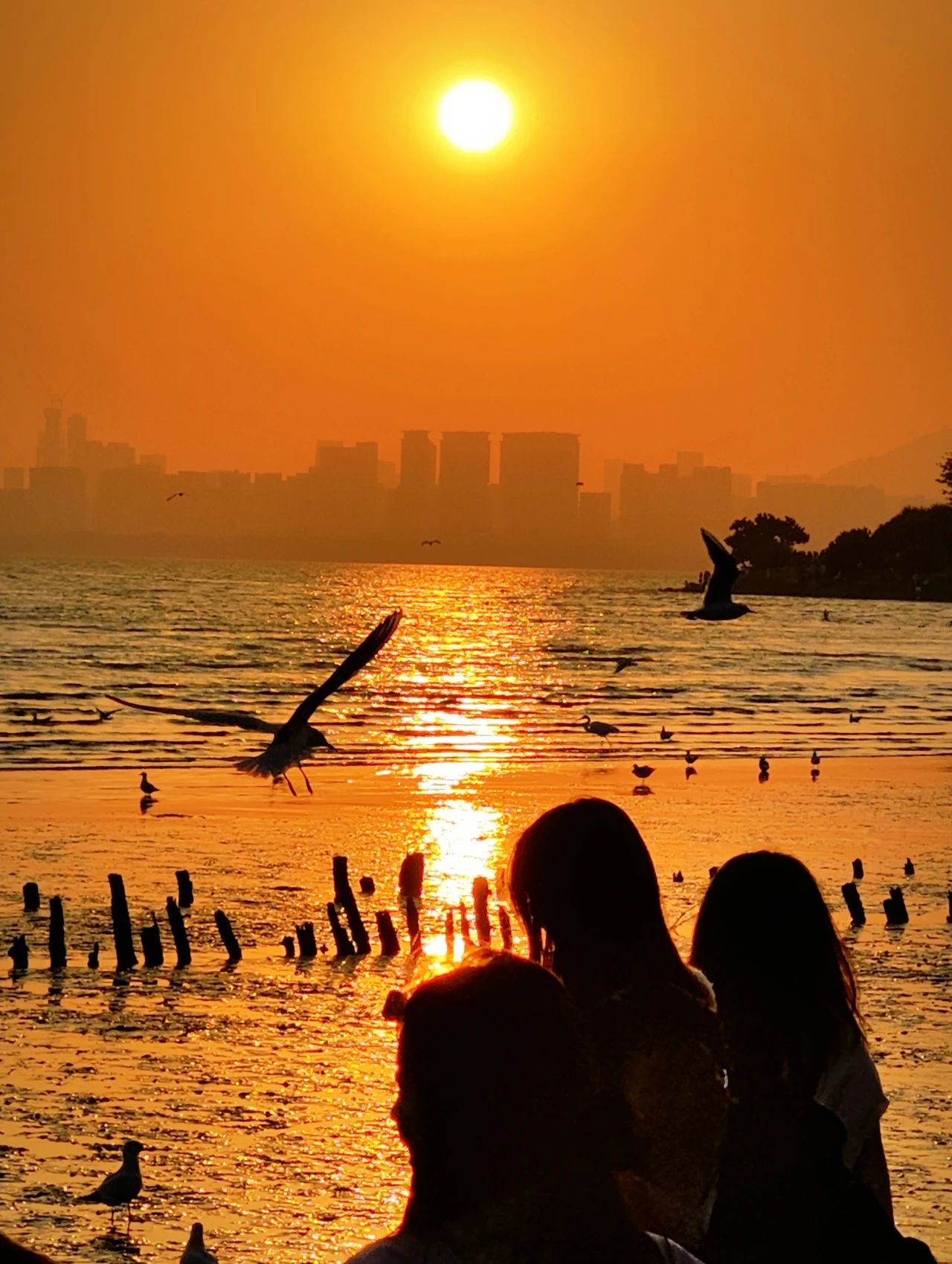 Shenzhen Bay Park Seagull Season