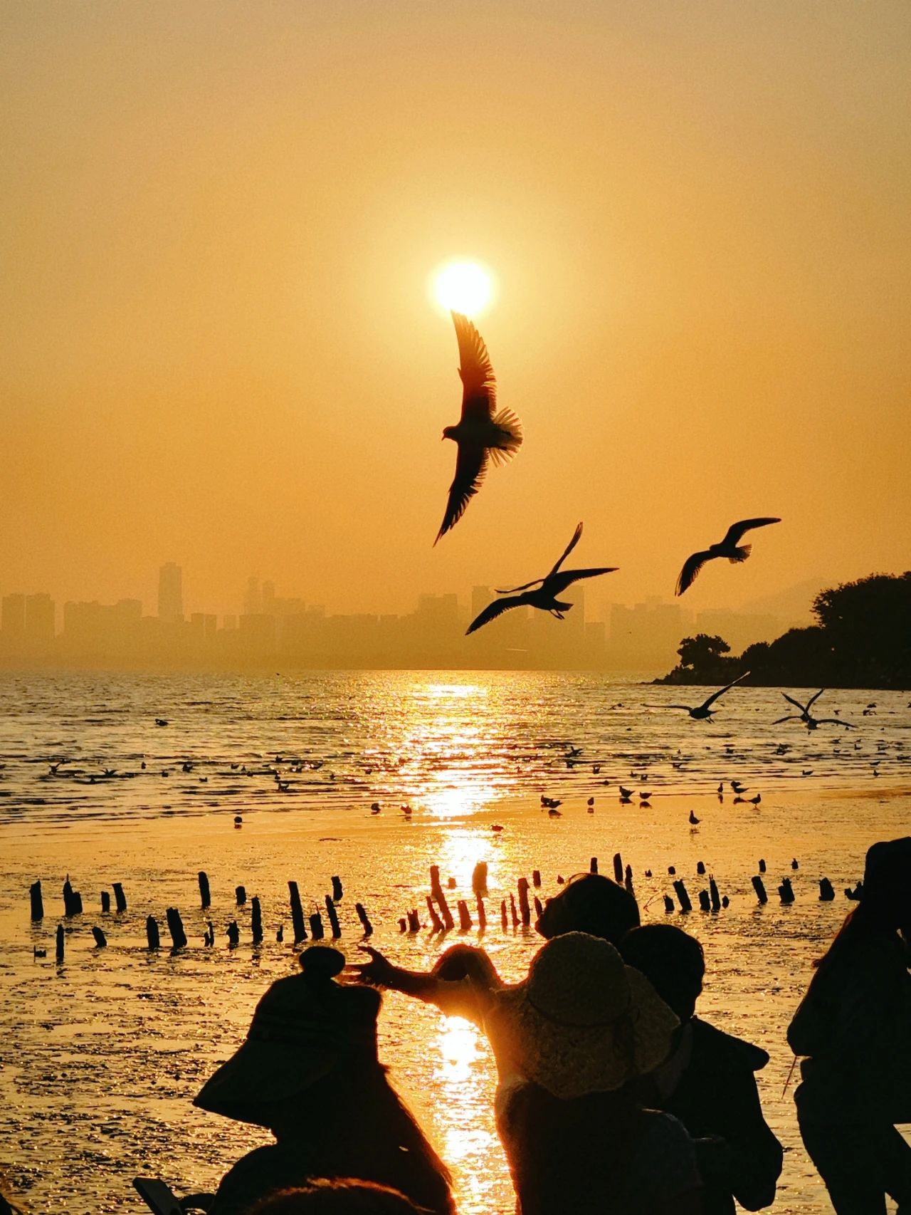 Shenzhen Bay Park Seagull Season