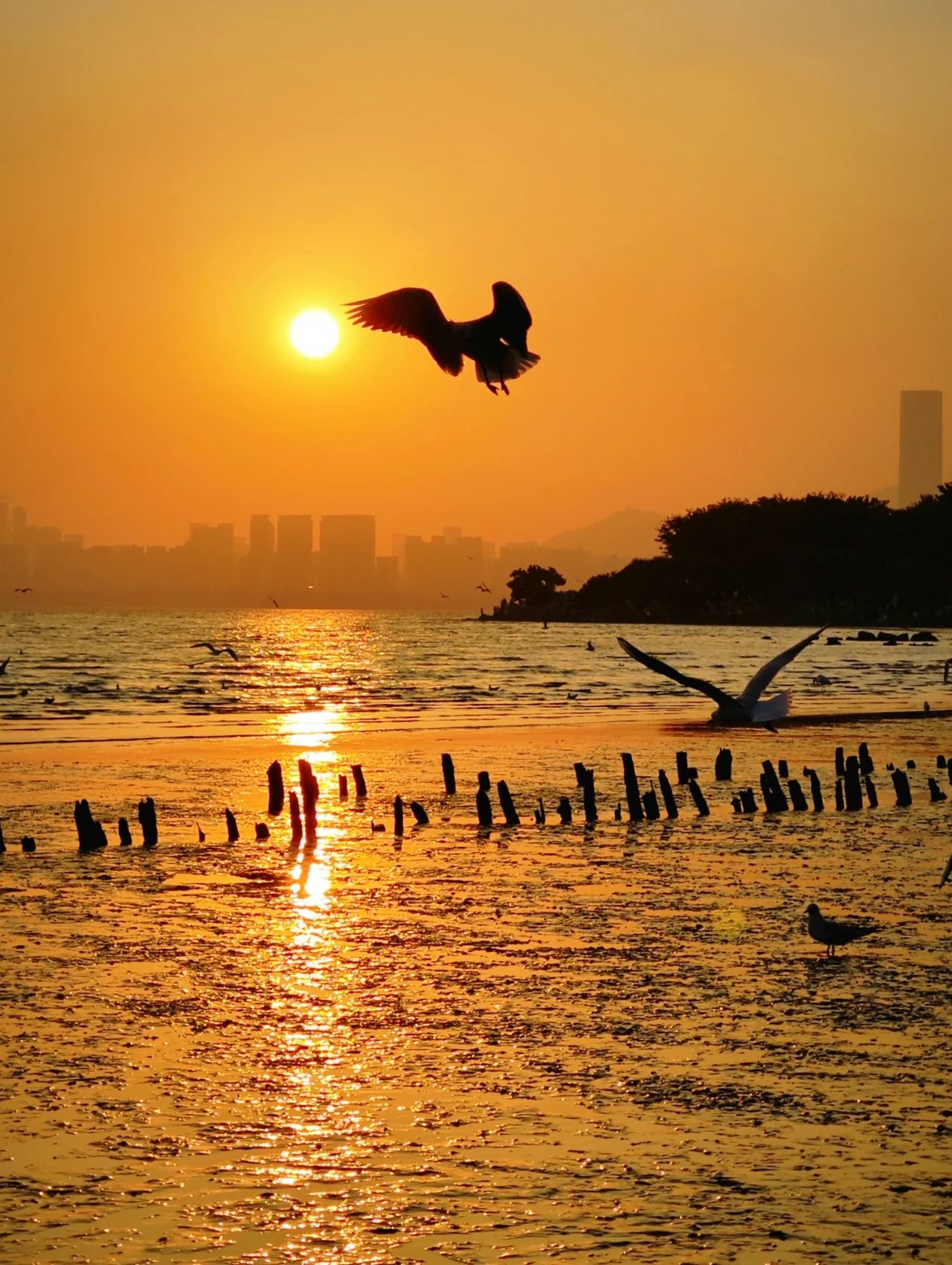 Shenzhen Bay Park Seagull Season