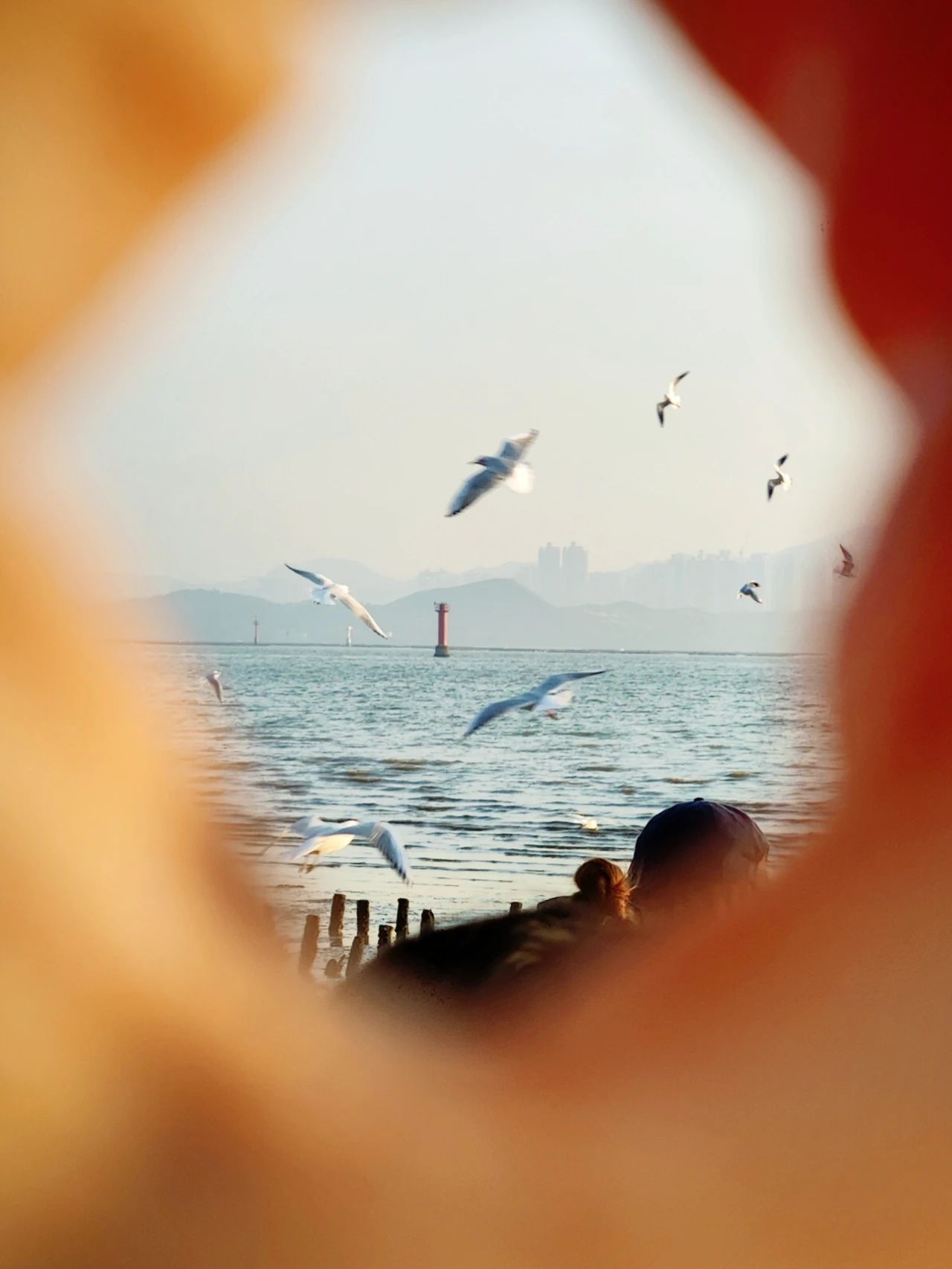 Shenzhen Bay Park Seagull Season