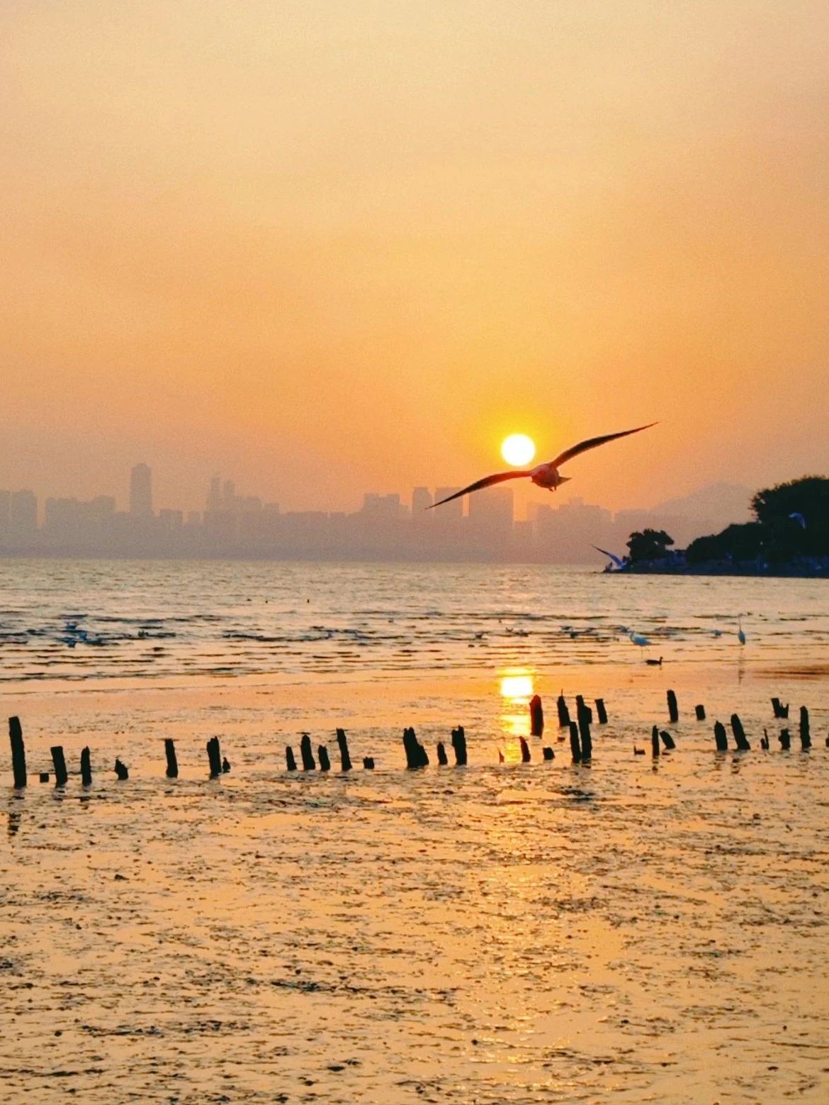 Shenzhen Bay Park Seagull Season