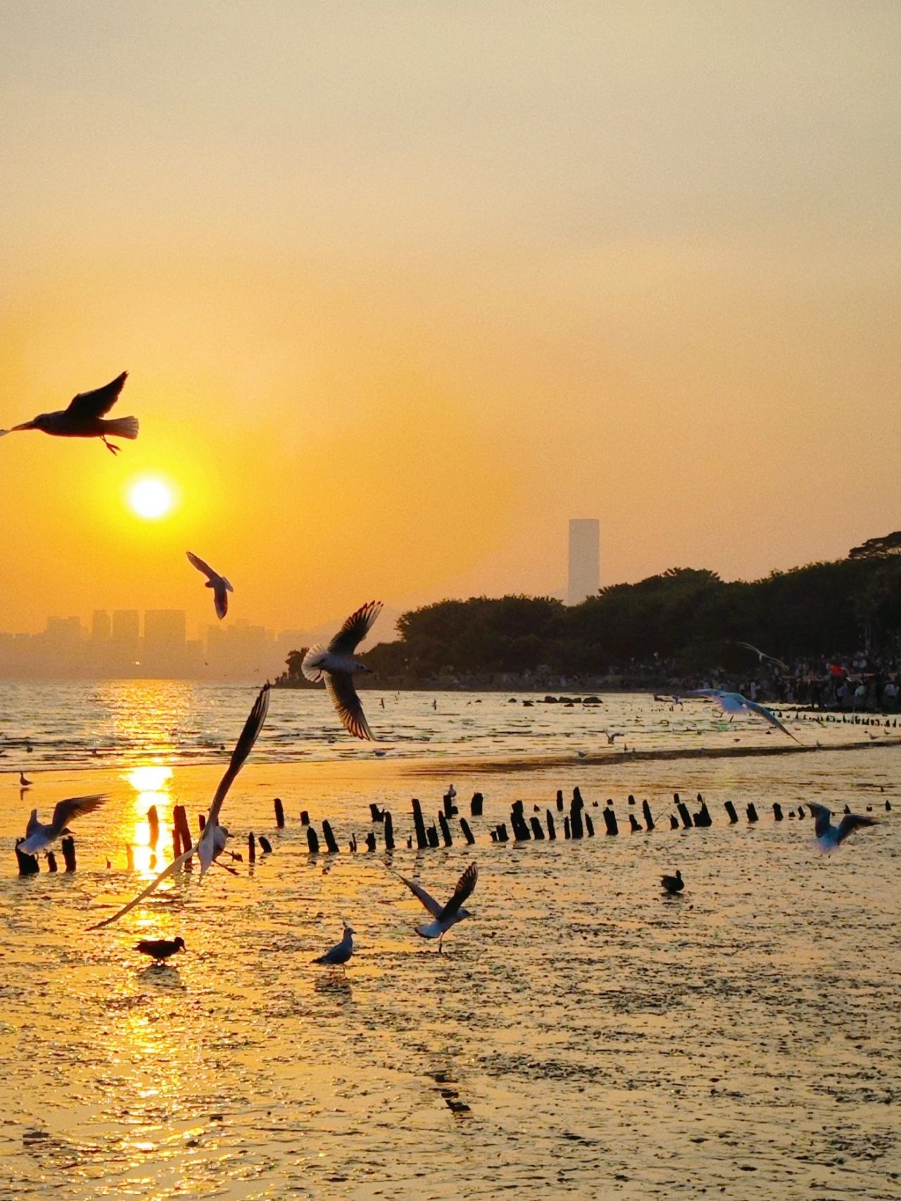 Shenzhen Bay Park Seagull Season