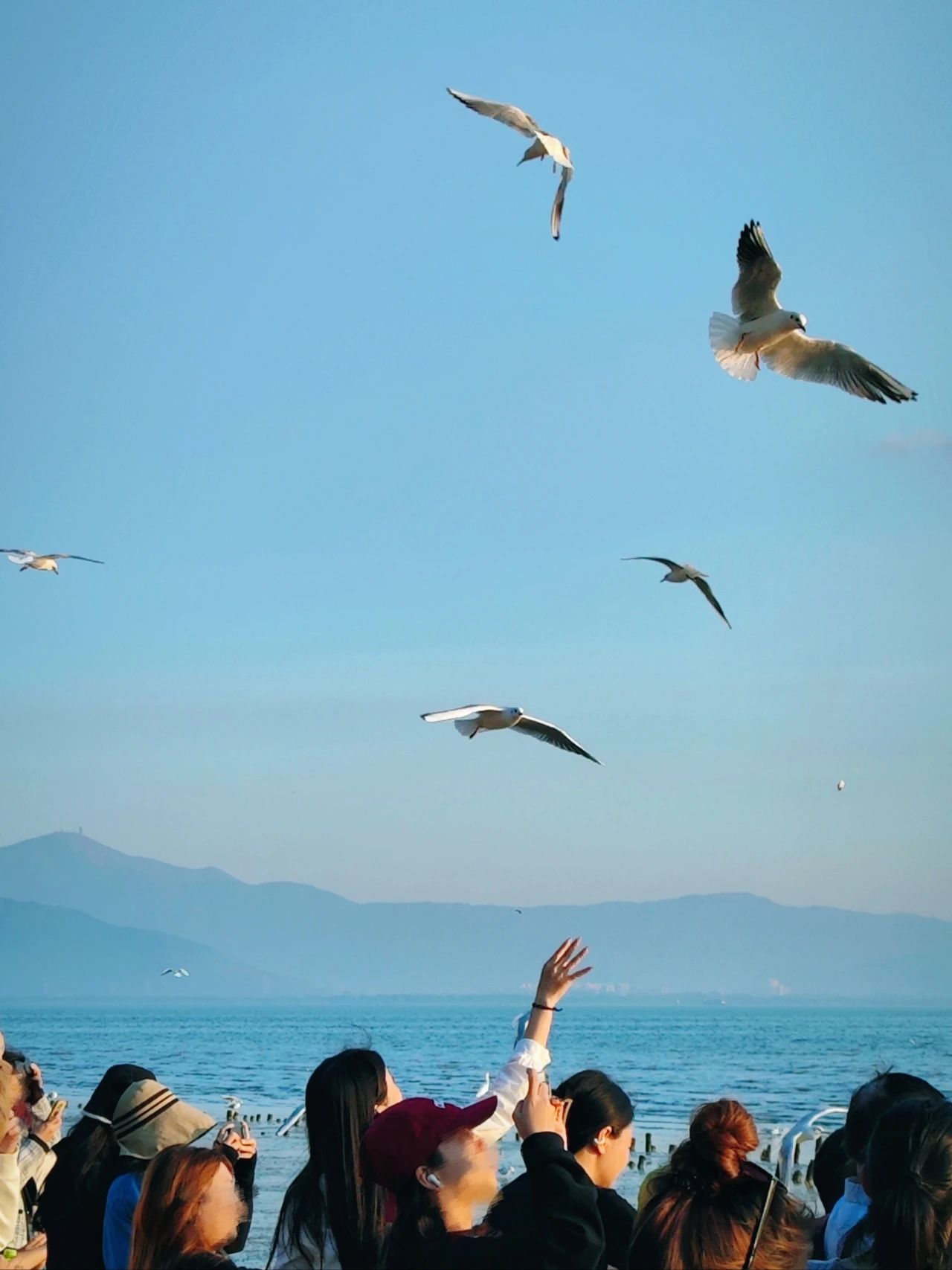 Shenzhen Bay Park Seagull Season