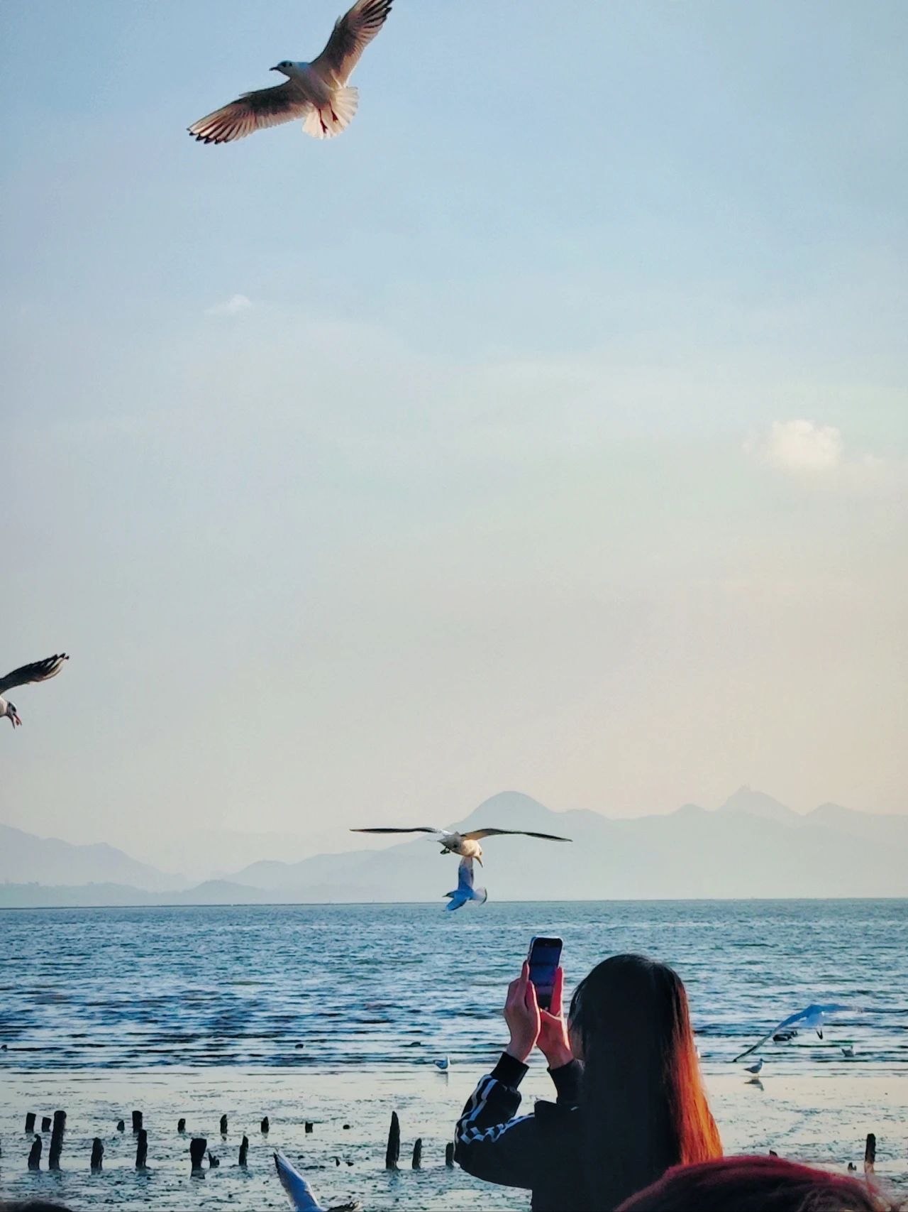 Shenzhen Bay Park Seagull Season