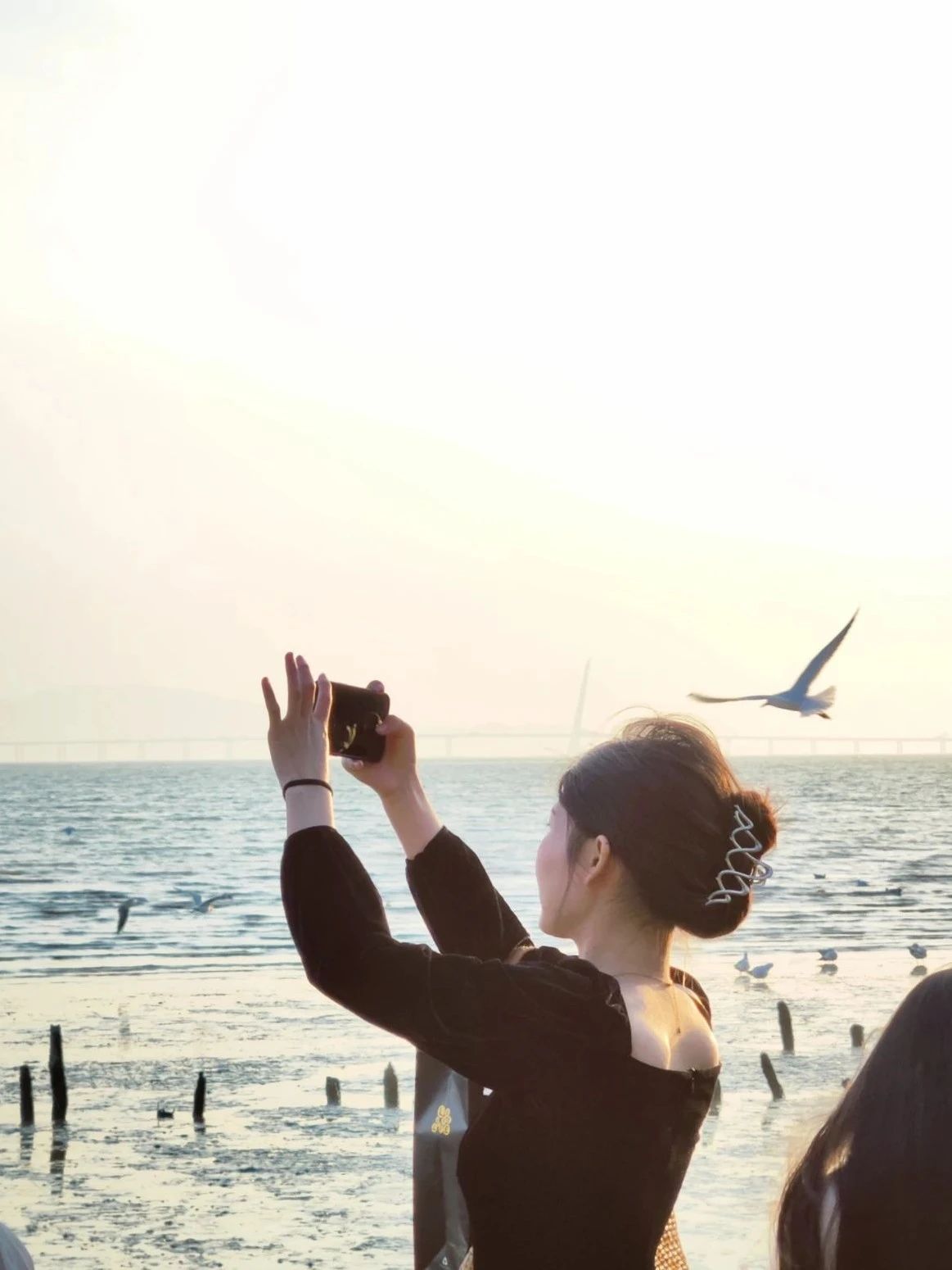 Shenzhen Bay Park Seagull Season