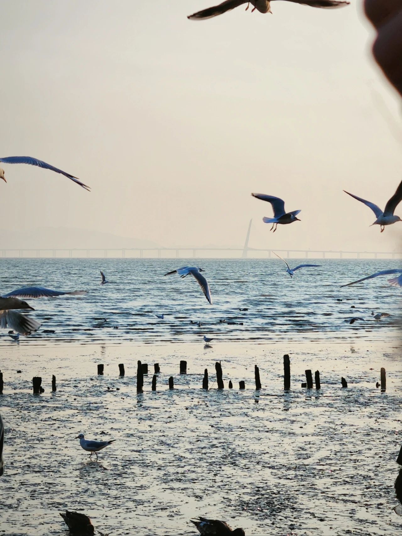 Shenzhen Bay Park Seagull Season