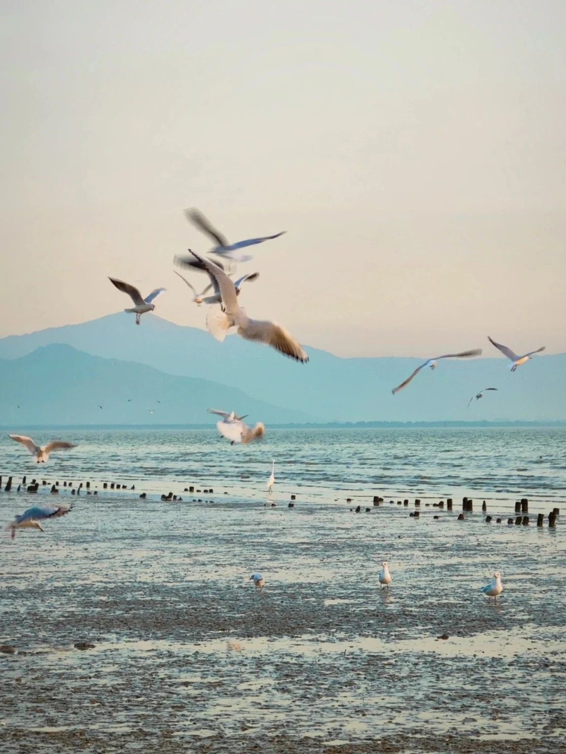 Shenzhen Bay Park Seagull Season