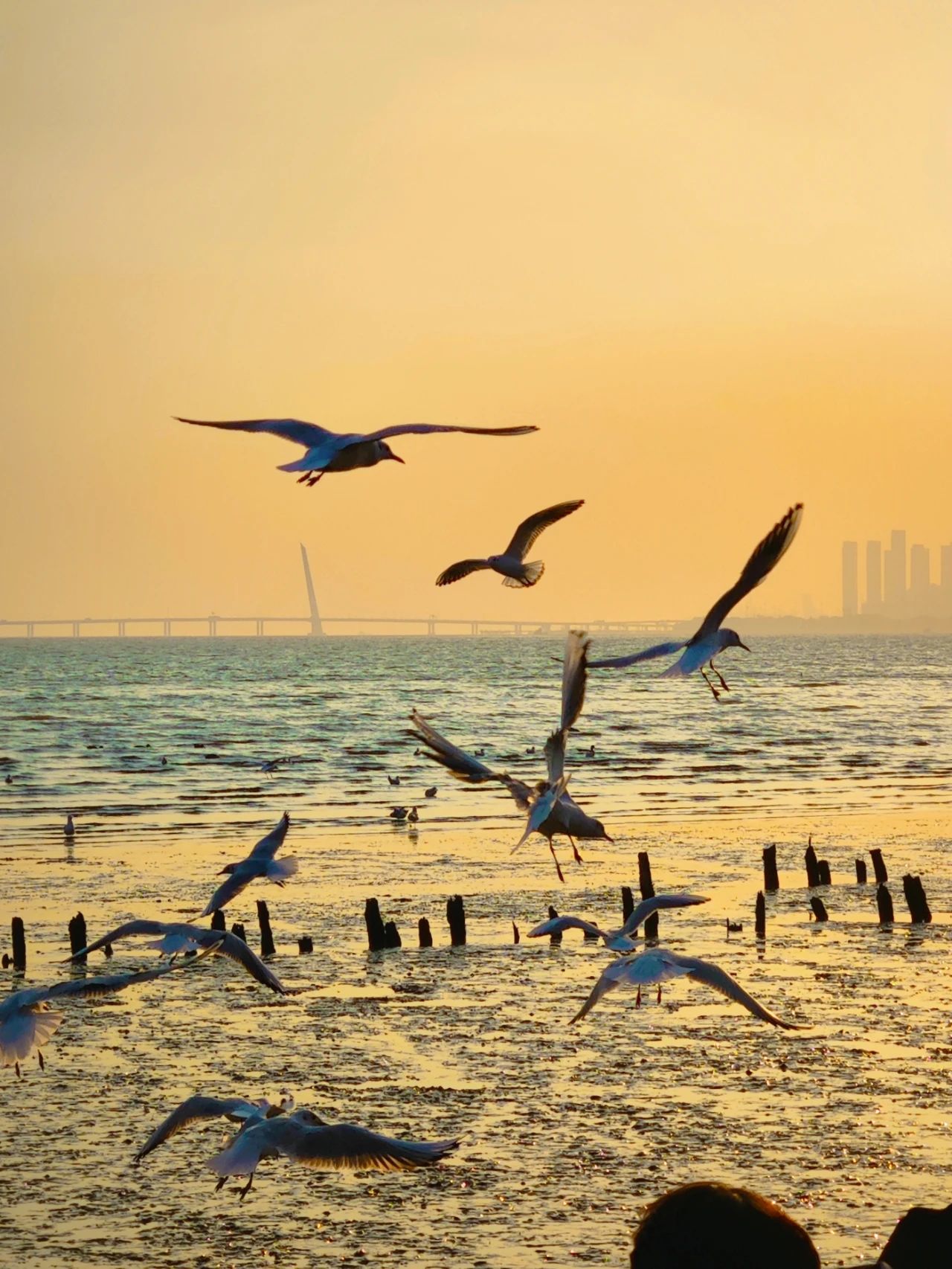 Shenzhen Bay Park Seagull Season