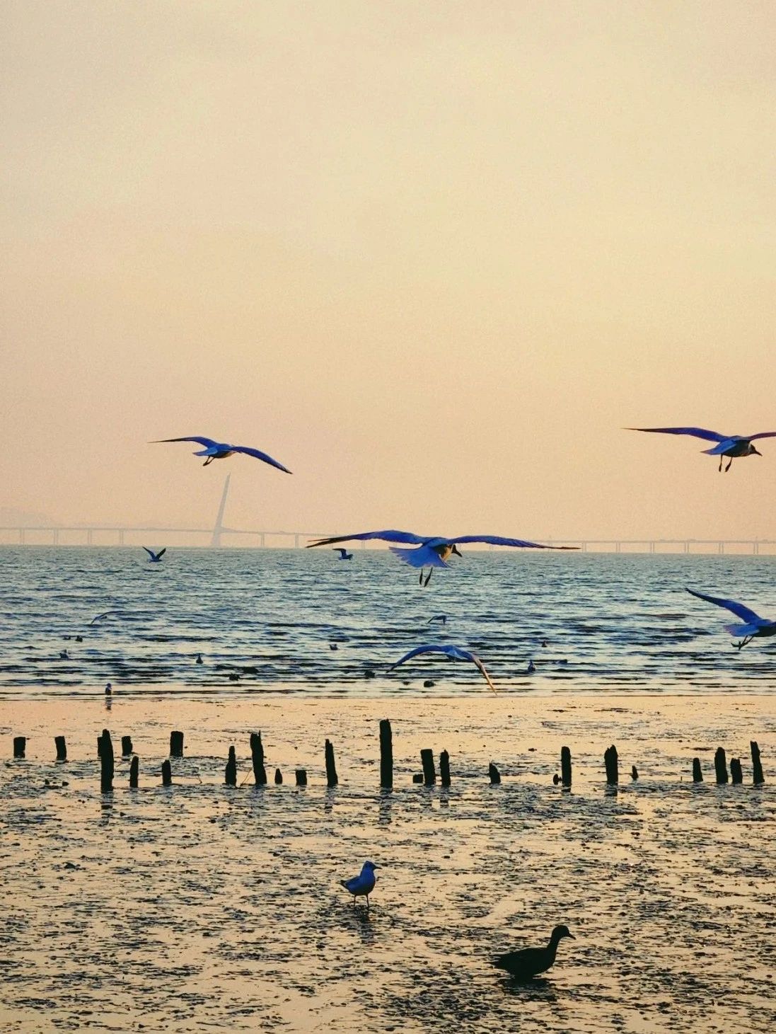 Shenzhen Bay Park Seagull Season