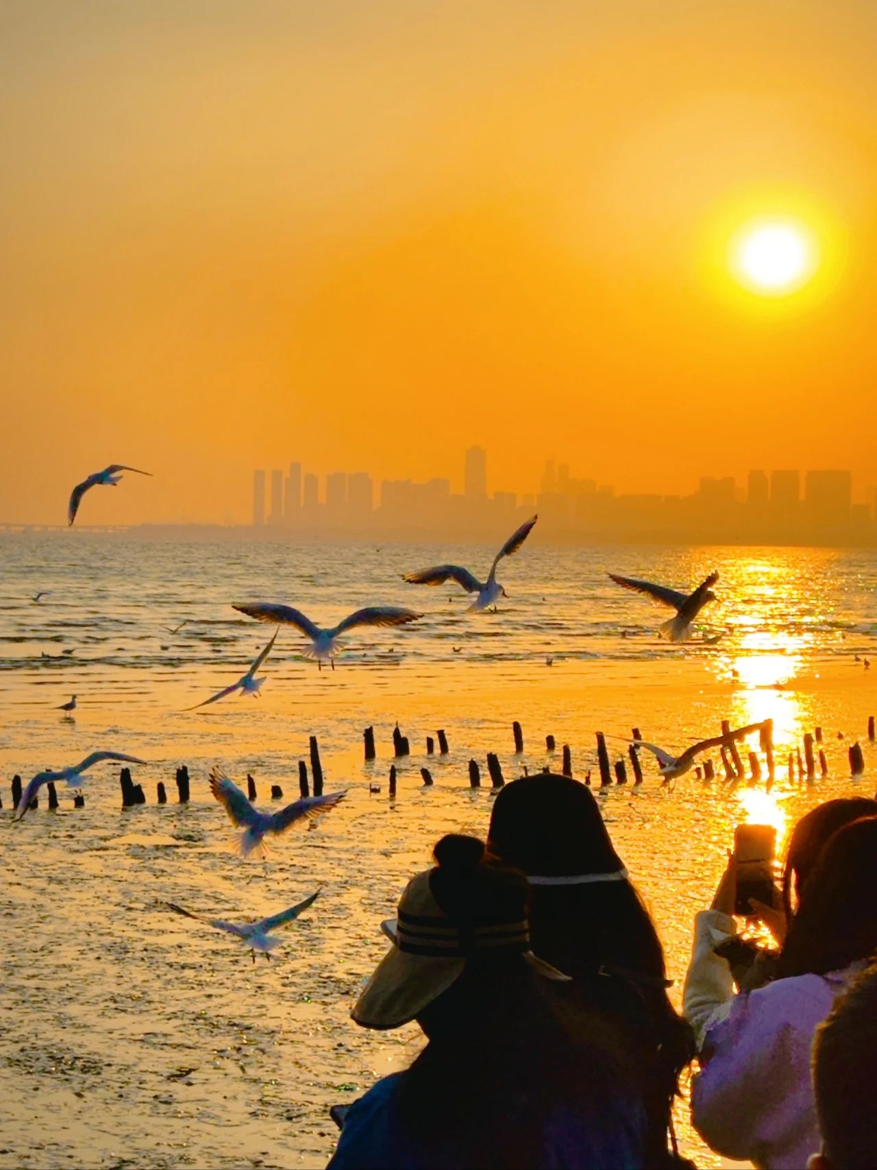 Shenzhen Bay Park Seagull Season