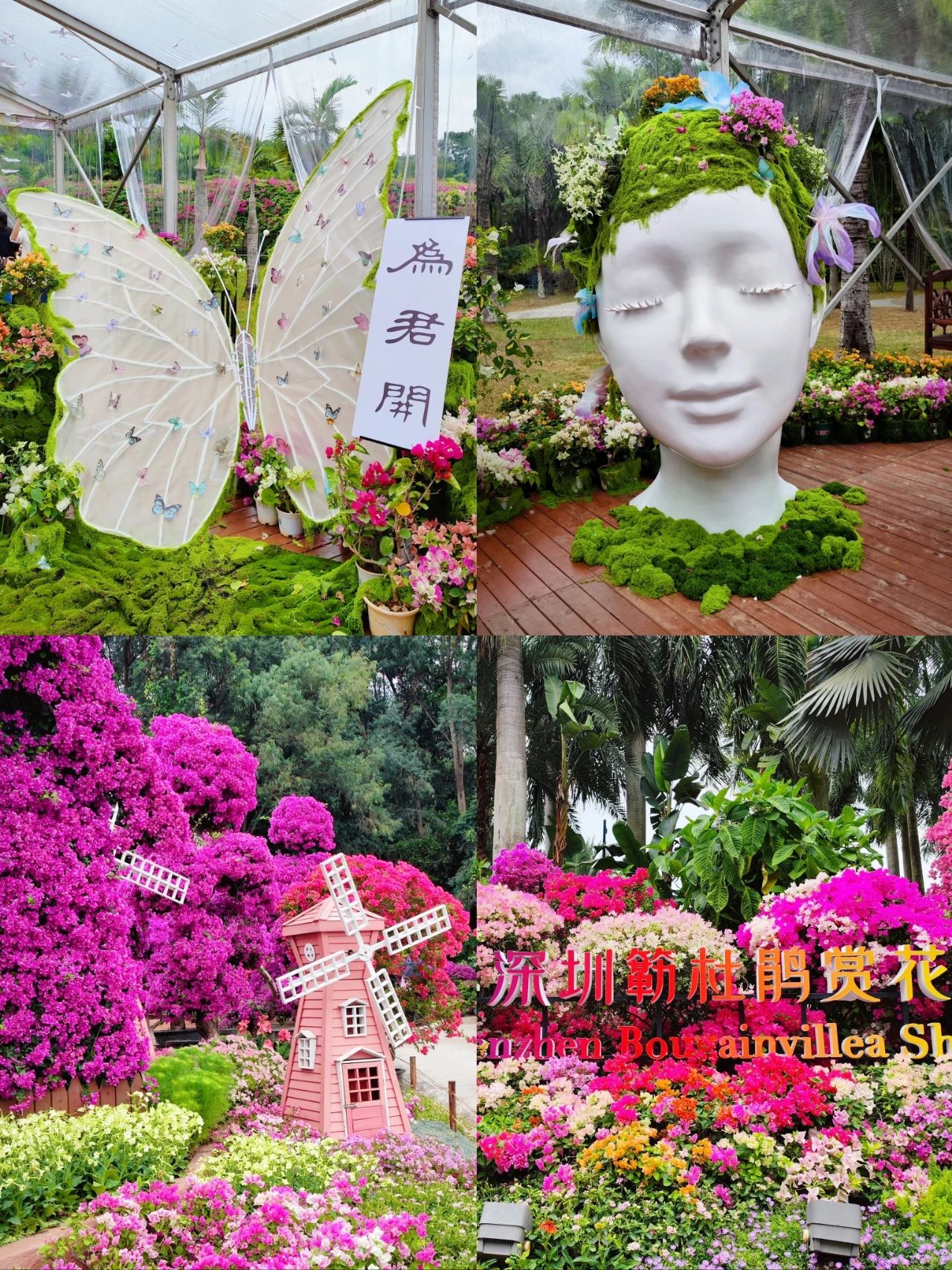 Shenzhen Leucaena Appreciation Week 🌸 200,000 square meters “Super Flower Sea” opening