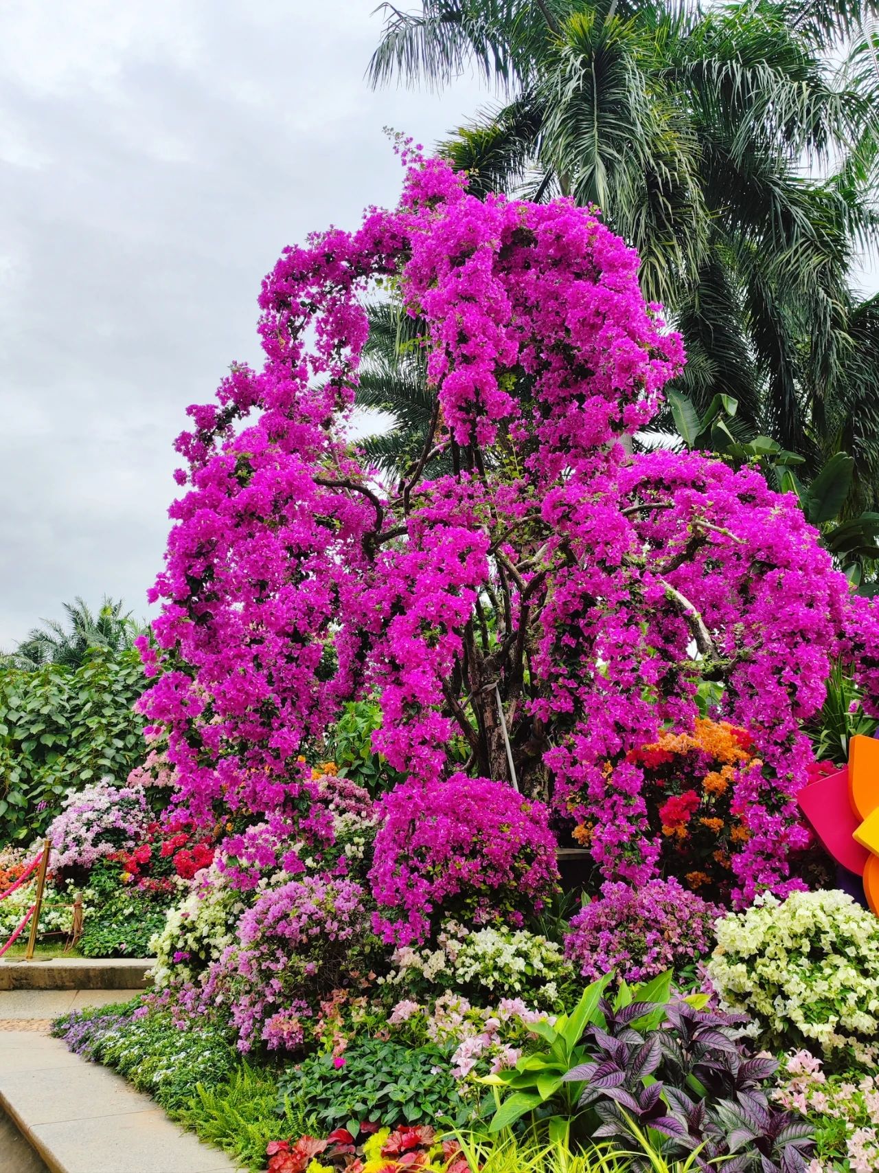 Shenzhen Leucaena Appreciation Week