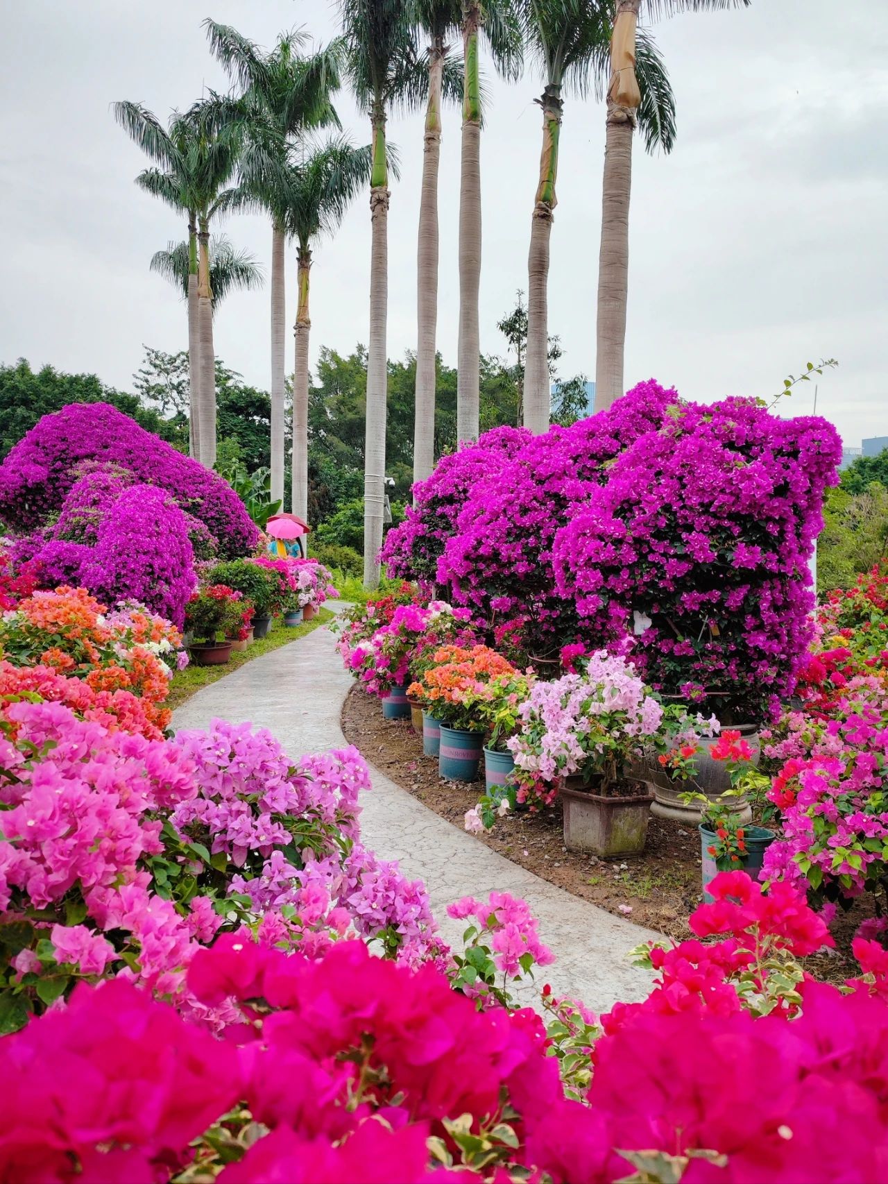 Shenzhen Leucaena Appreciation Week