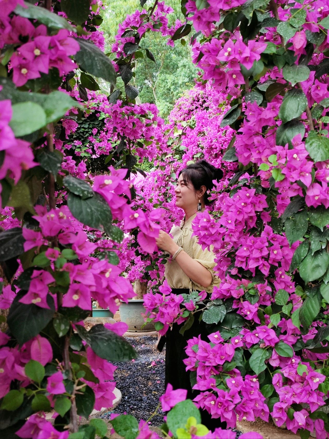 Shenzhen Leucaena Appreciation Week