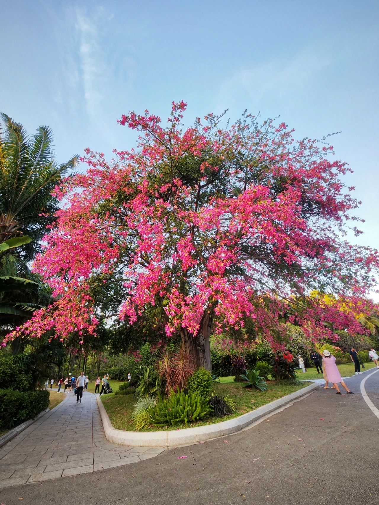 Shenzhen Lotus Hill beautiful kapok bloom