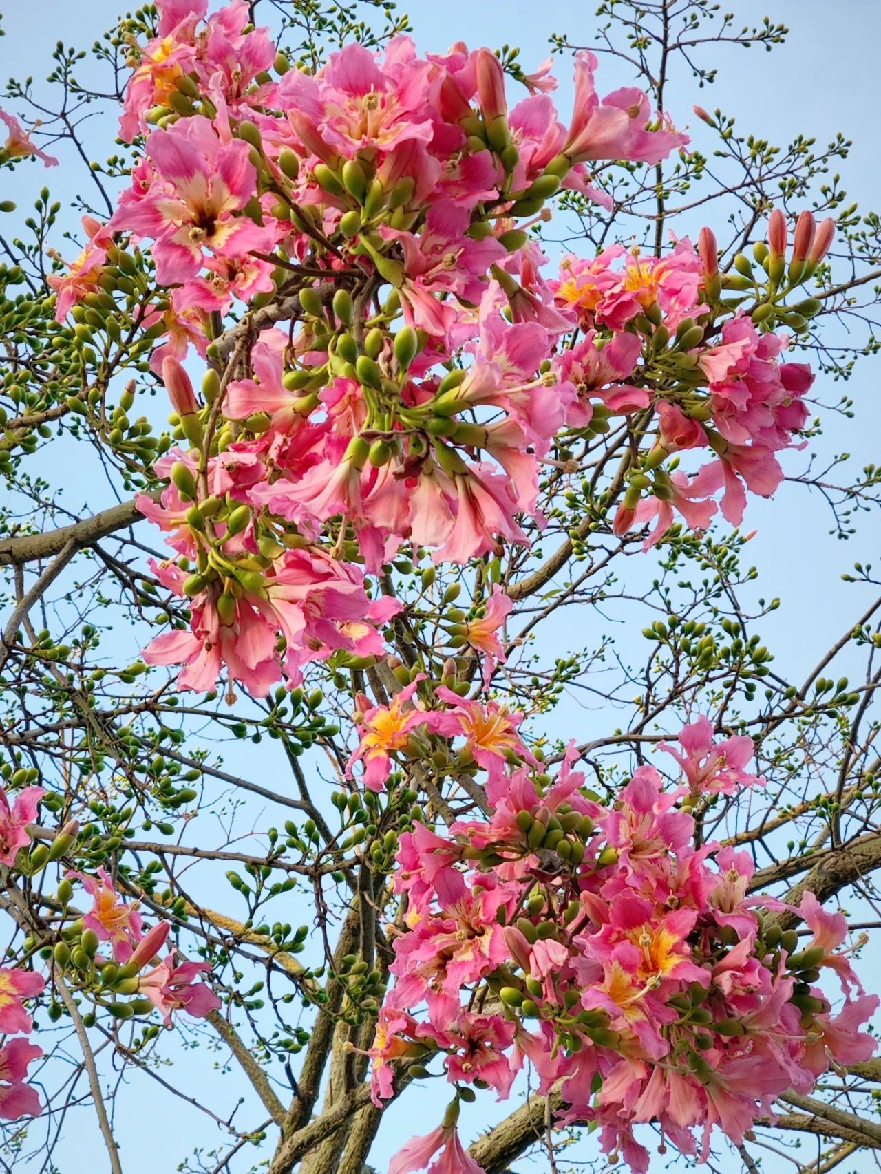 Shenzhen Lotus Hill beautiful kapok bloom