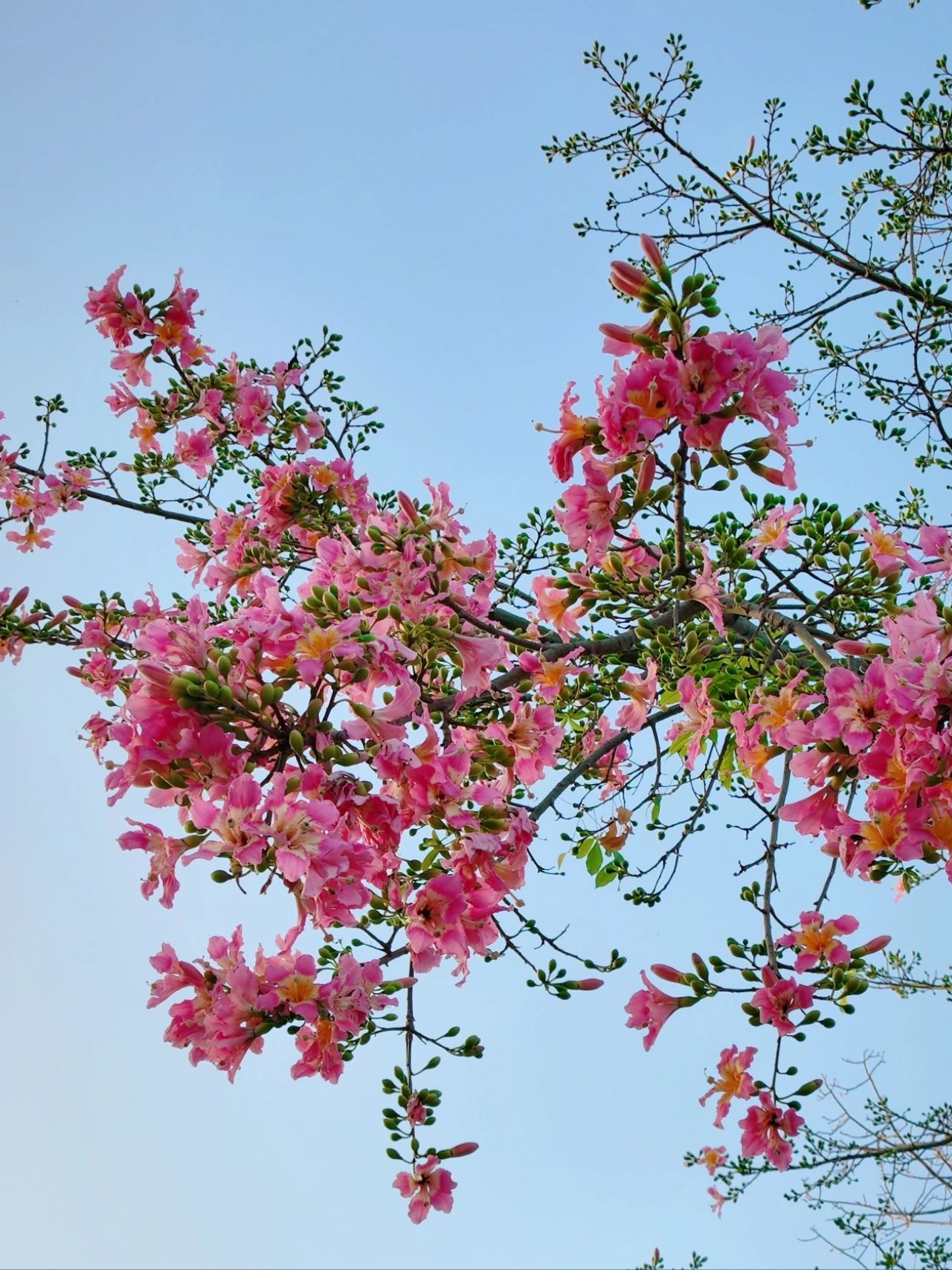 Shenzhen Lotus Hill beautiful kapok bloom