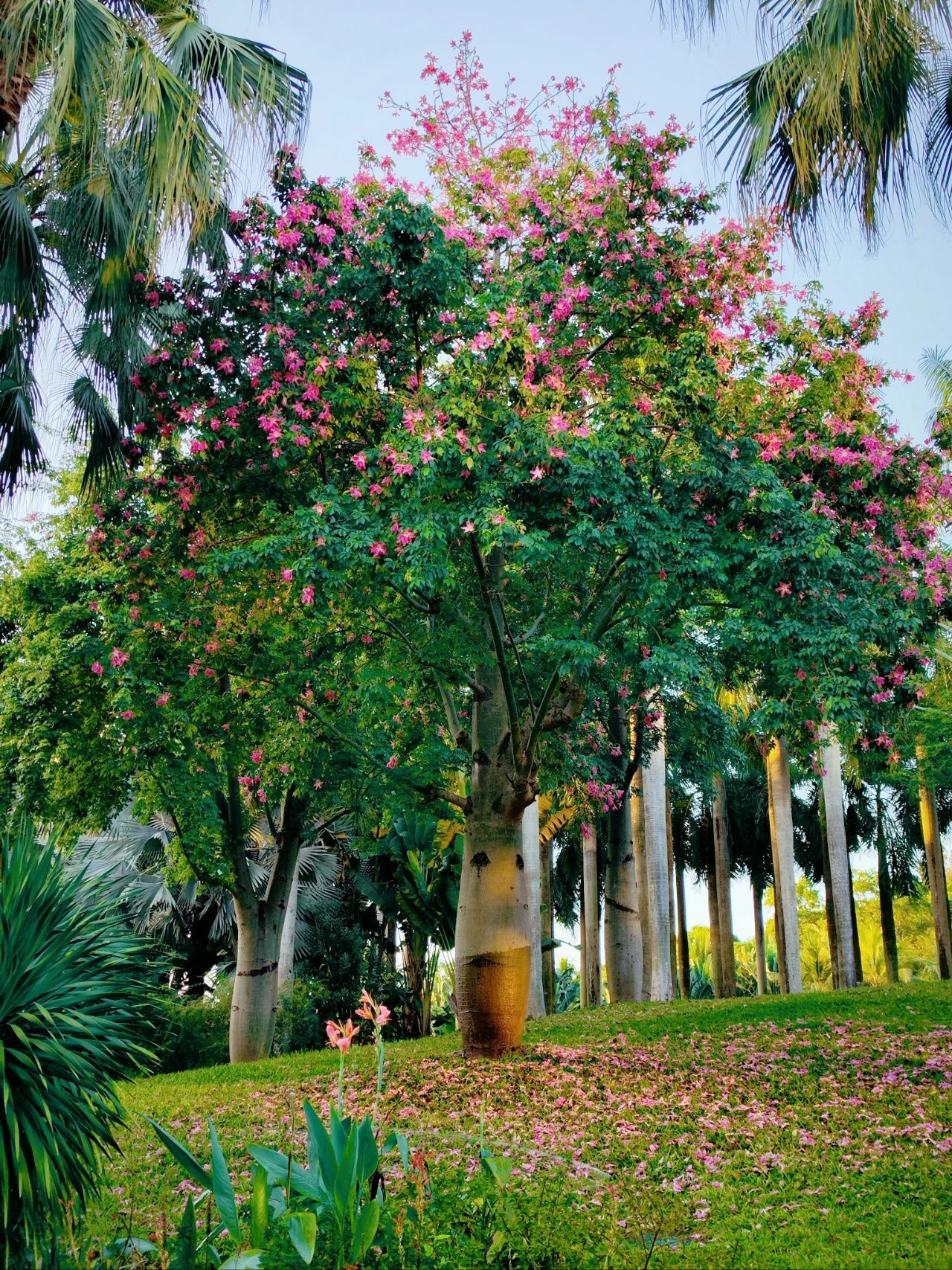 Shenzhen Lotus Hill beautiful kapok bloom