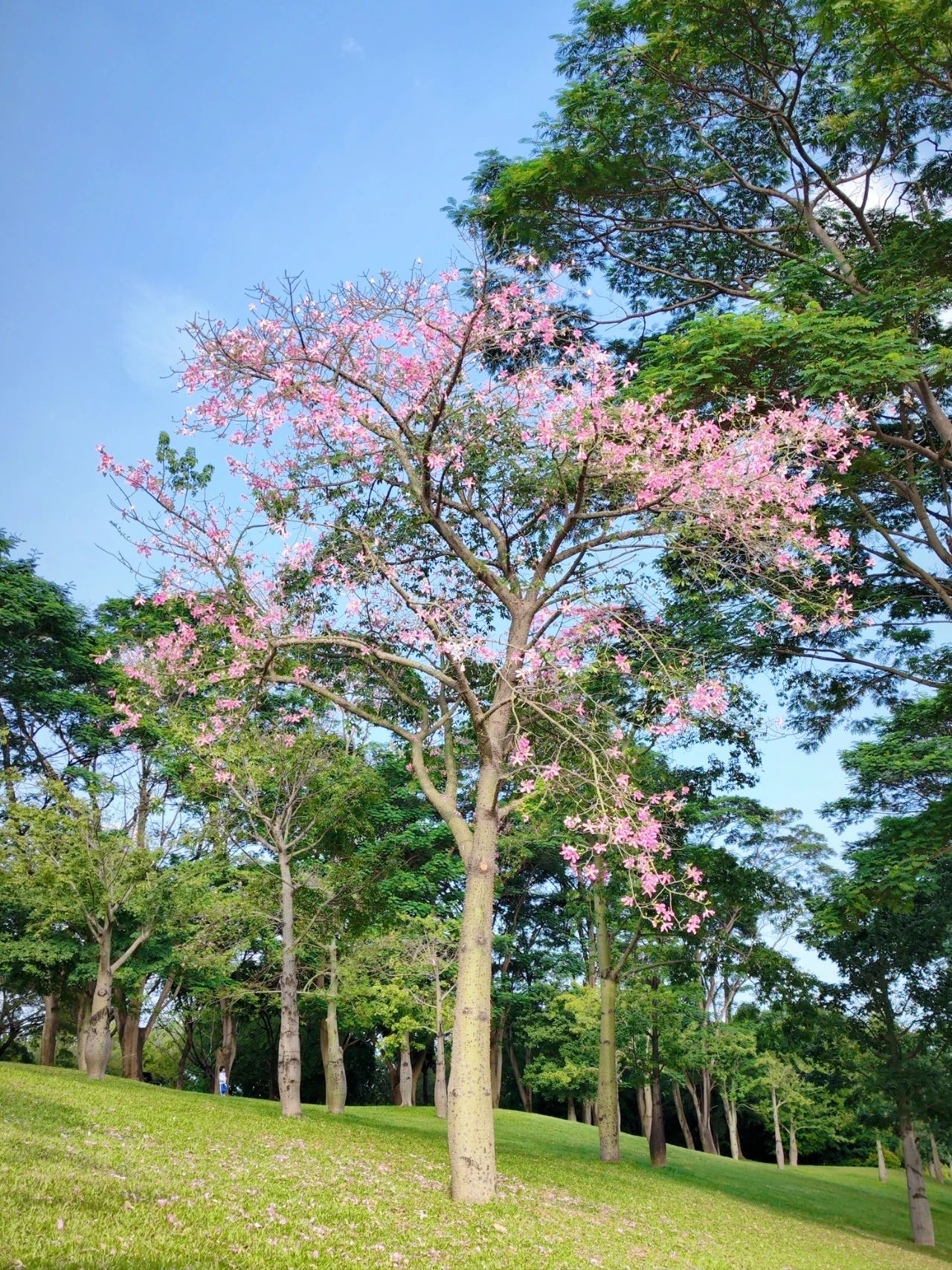 Shenzhen Lotus Hill beautiful kapok bloom