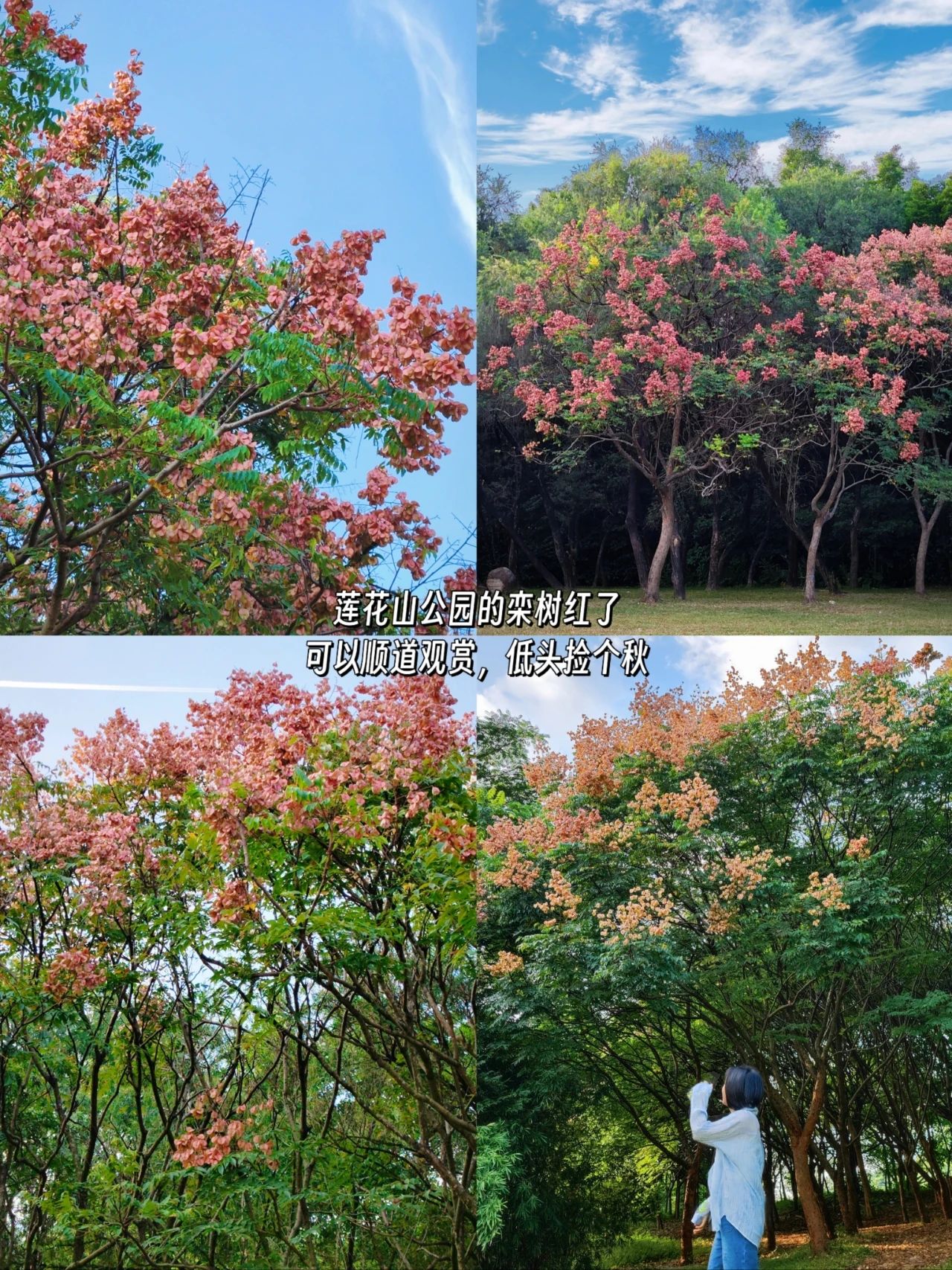 Shenzhen Lotus Hill beautiful kapok bloom