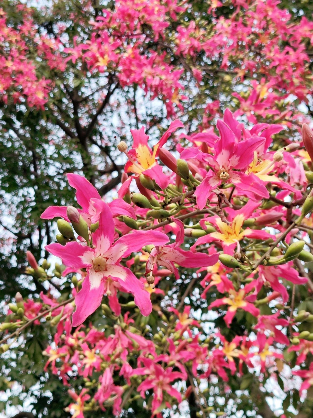 Shenzhen Lotus Hill beautiful kapok bloom