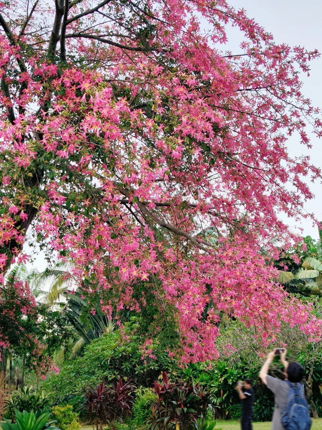 Shenzhen Lotus Hill beautiful kapok bloom