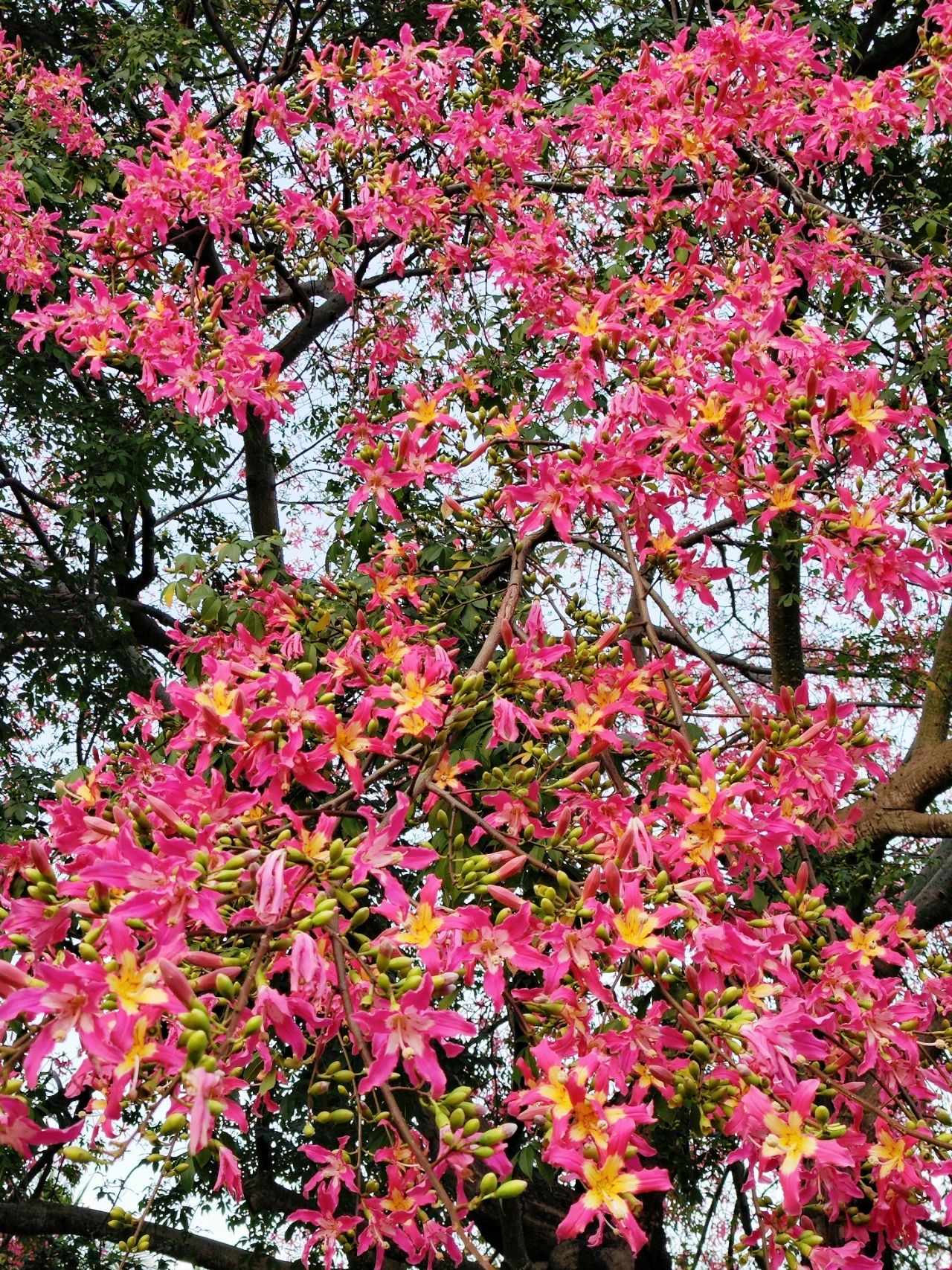 Shenzhen Lotus Hill beautiful kapok bloom