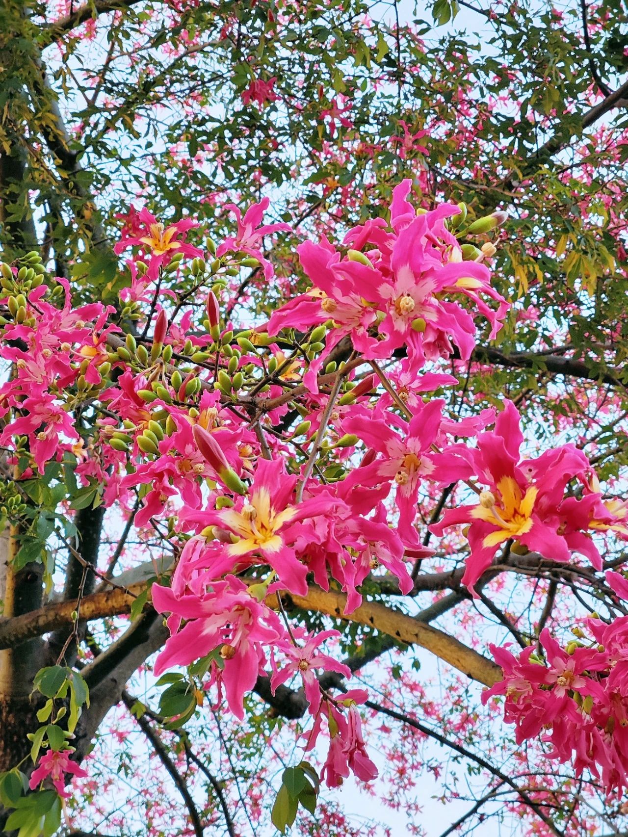 Shenzhen Lotus Hill beautiful kapok bloom