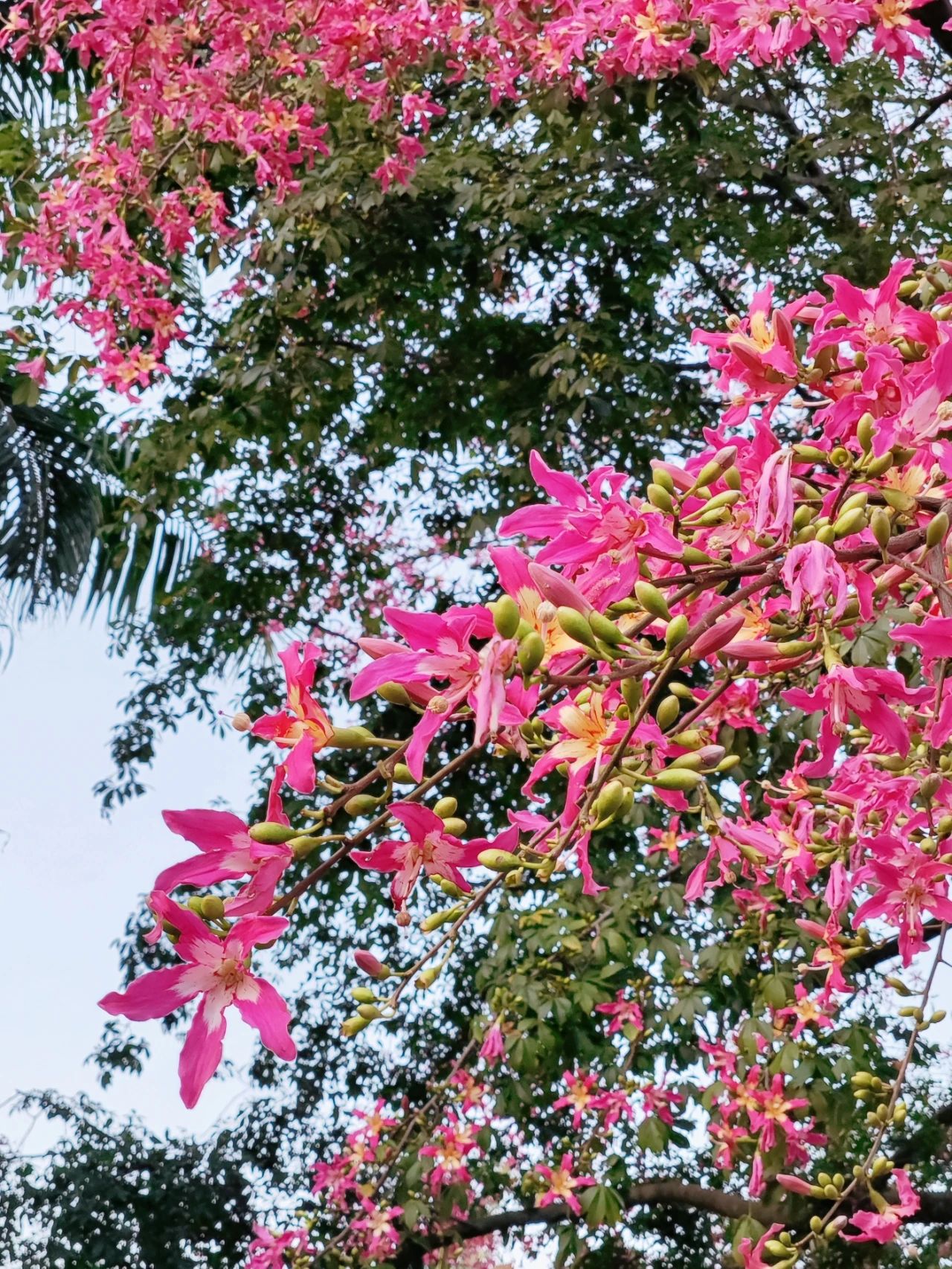 Shenzhen Lotus Hill beautiful kapok bloom