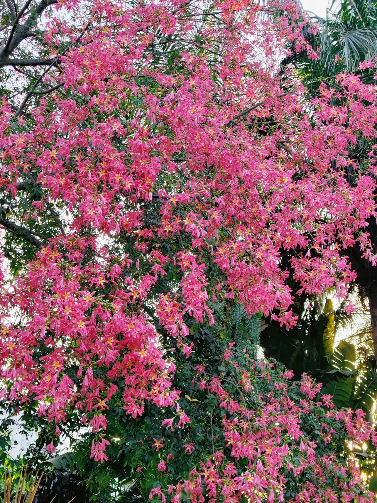 Shenzhen Lotus Hill beautiful kapok bloom