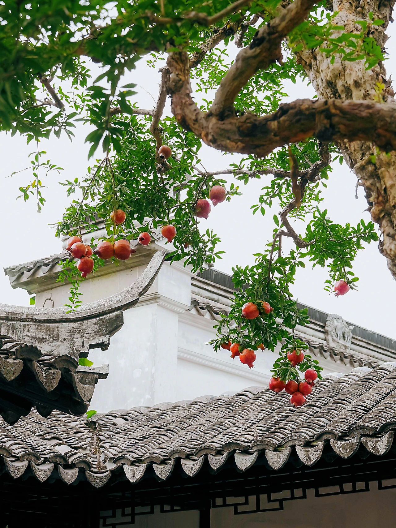 🍂Suzhou Yiyuan misses waiting a year ❗️ waiting for your lens to capture 📷