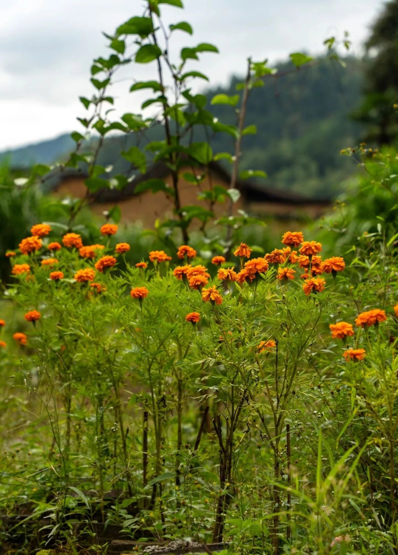 Time is quiet, time is long--Former Fenxi Village