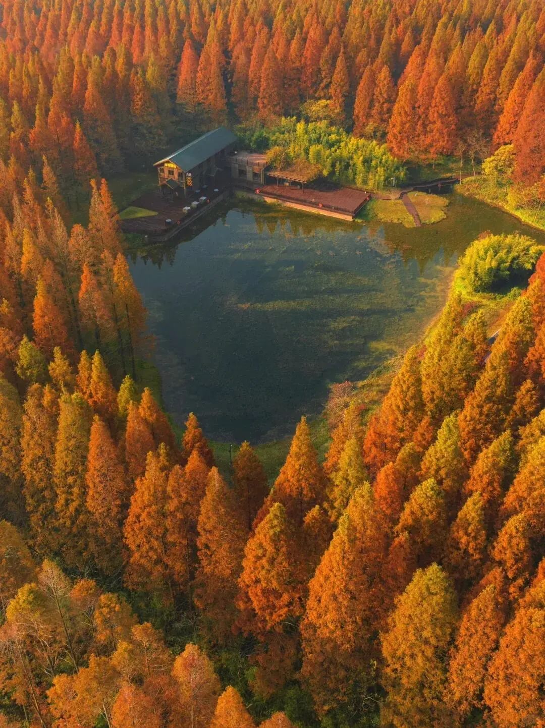 It's not Scandinavia, not Kanas, not Dali, it's the seriously underestimated niche redwood forests in Jiangsu Province.