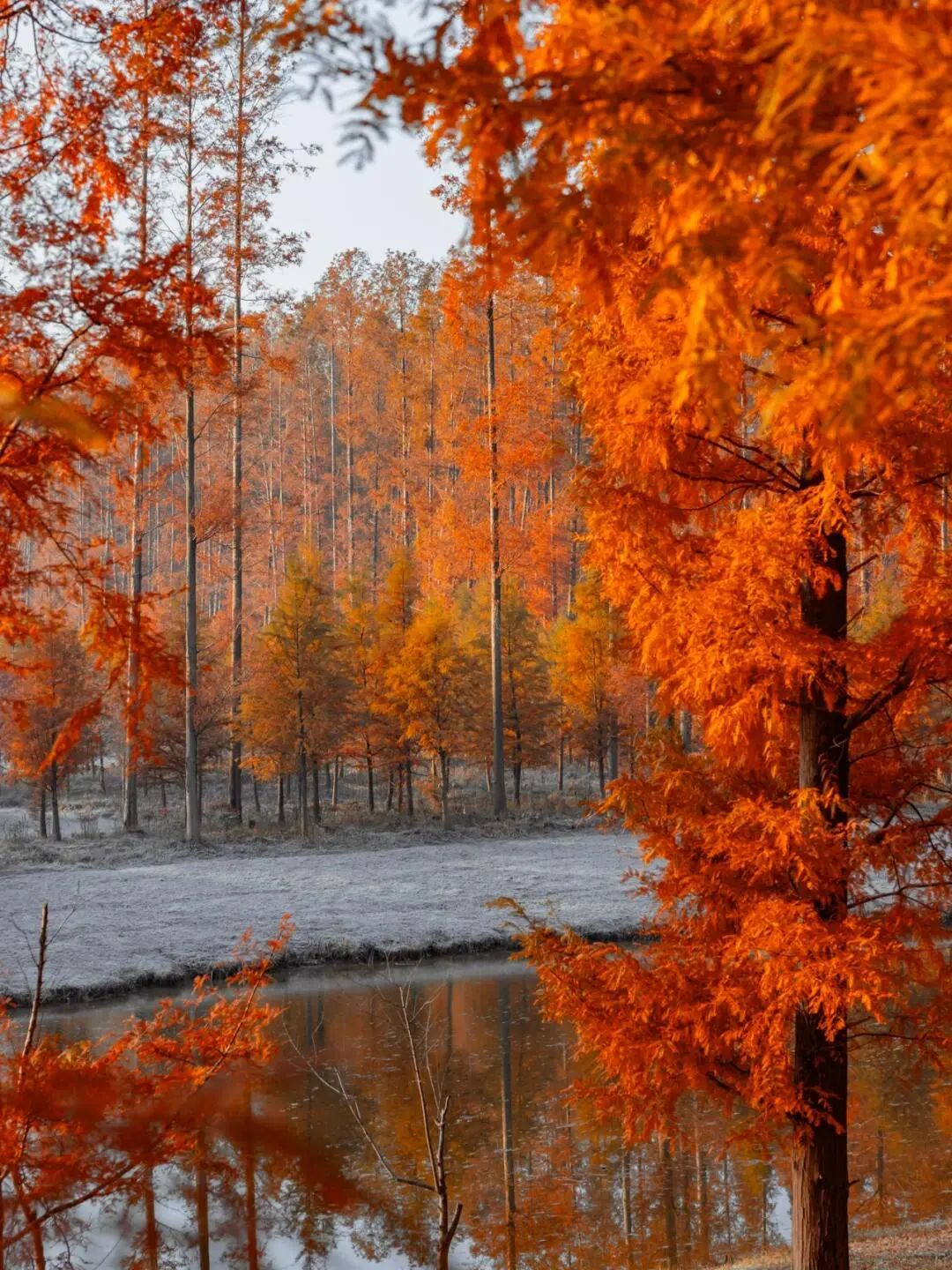 the Huanghai Forest Park in Dongtai, Yancheng, Jiangsu Province