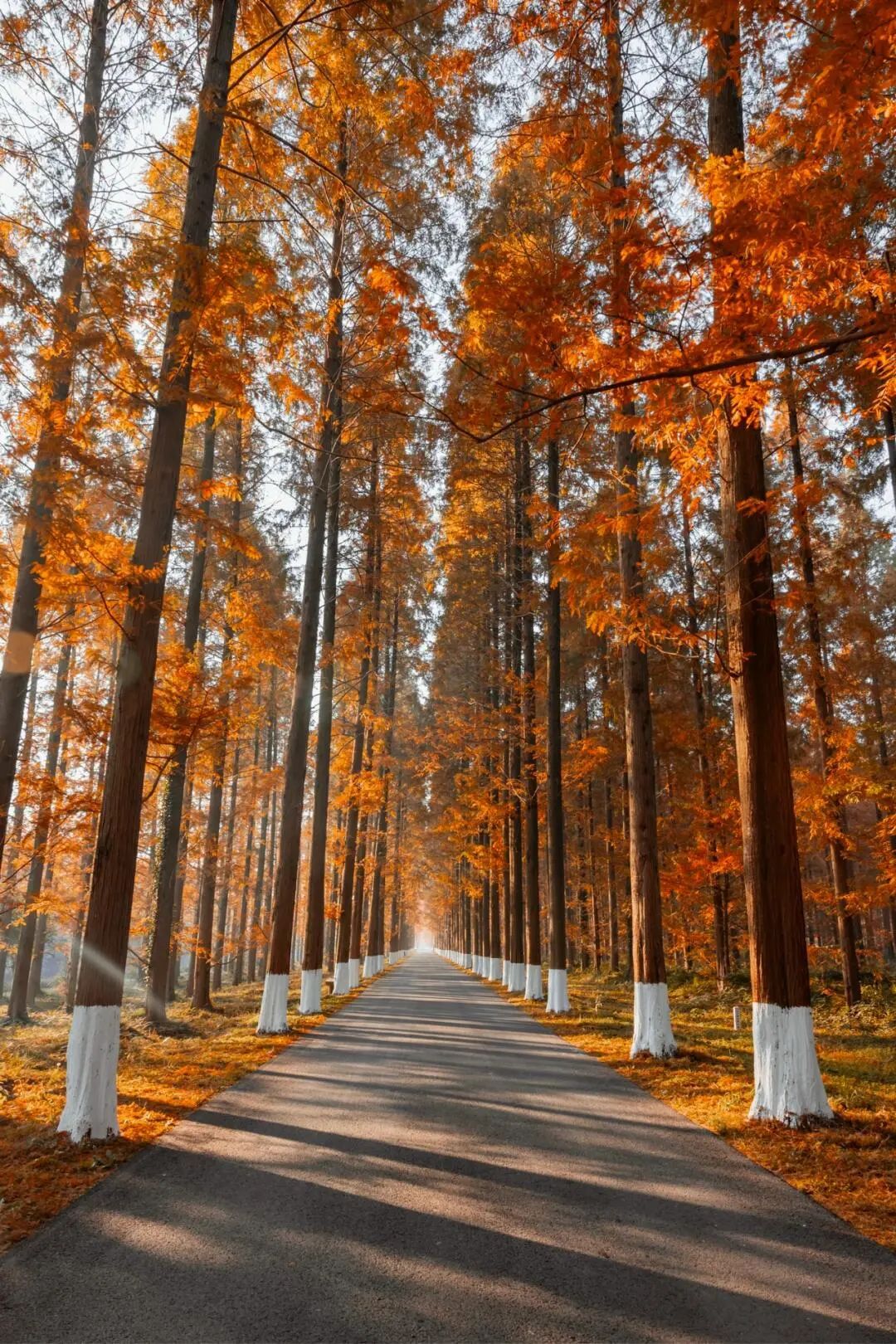 the Huanghai Forest Park in Dongtai, Yancheng, Jiangsu Province