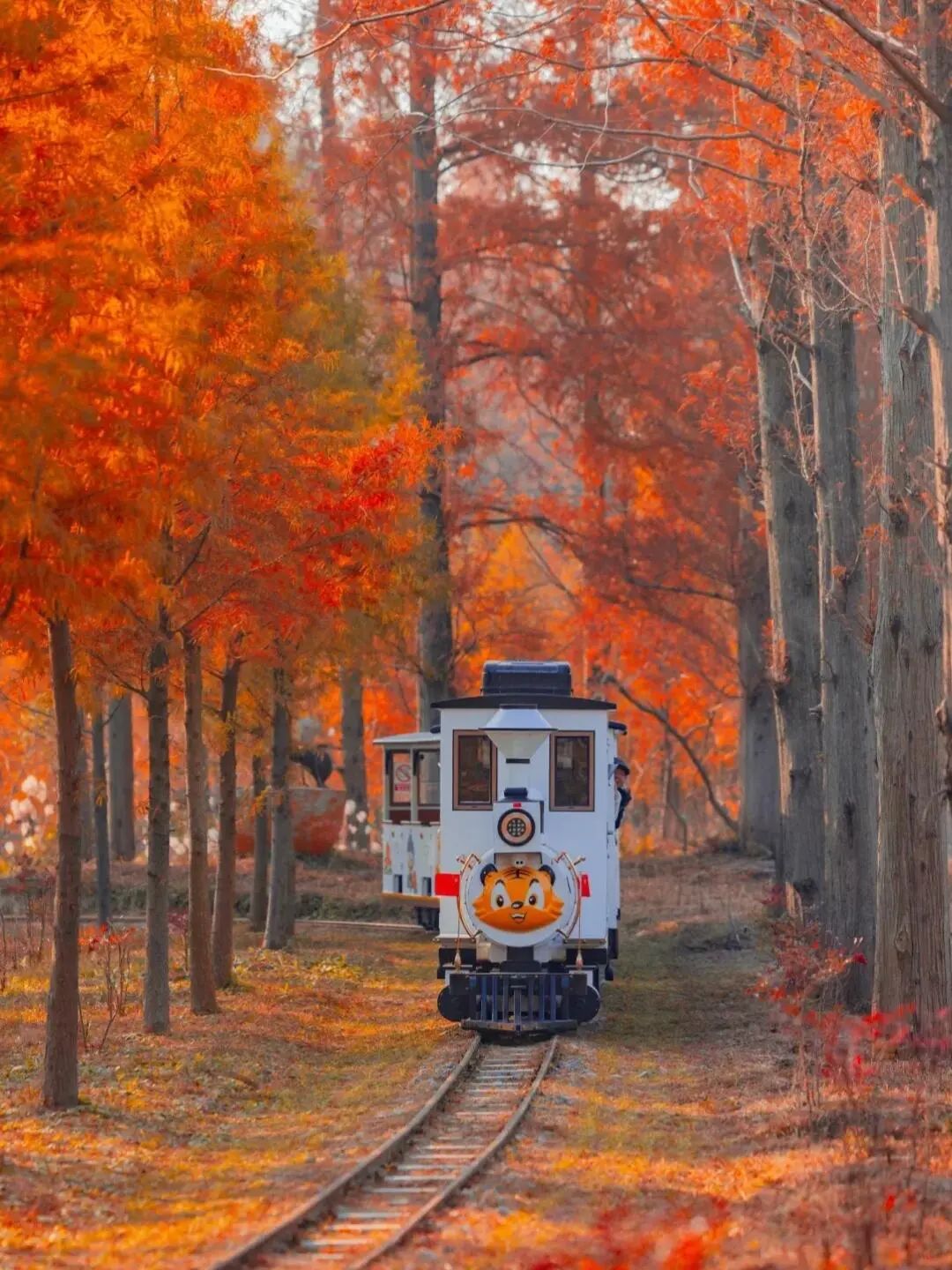 the Huanghai Forest Park in Dongtai, Yancheng, Jiangsu Province