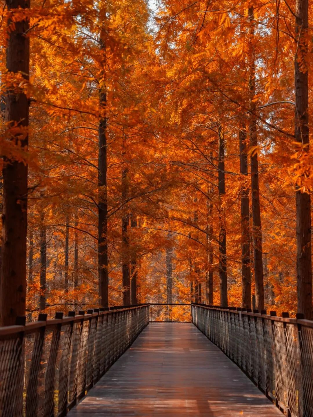 the Huanghai Forest Park in Dongtai, Yancheng, Jiangsu Province