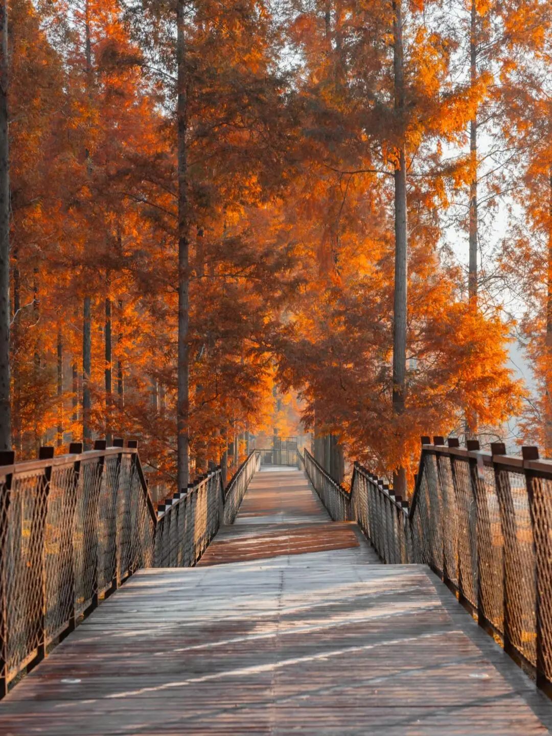 the Huanghai Forest Park in Dongtai, Yancheng, Jiangsu Province